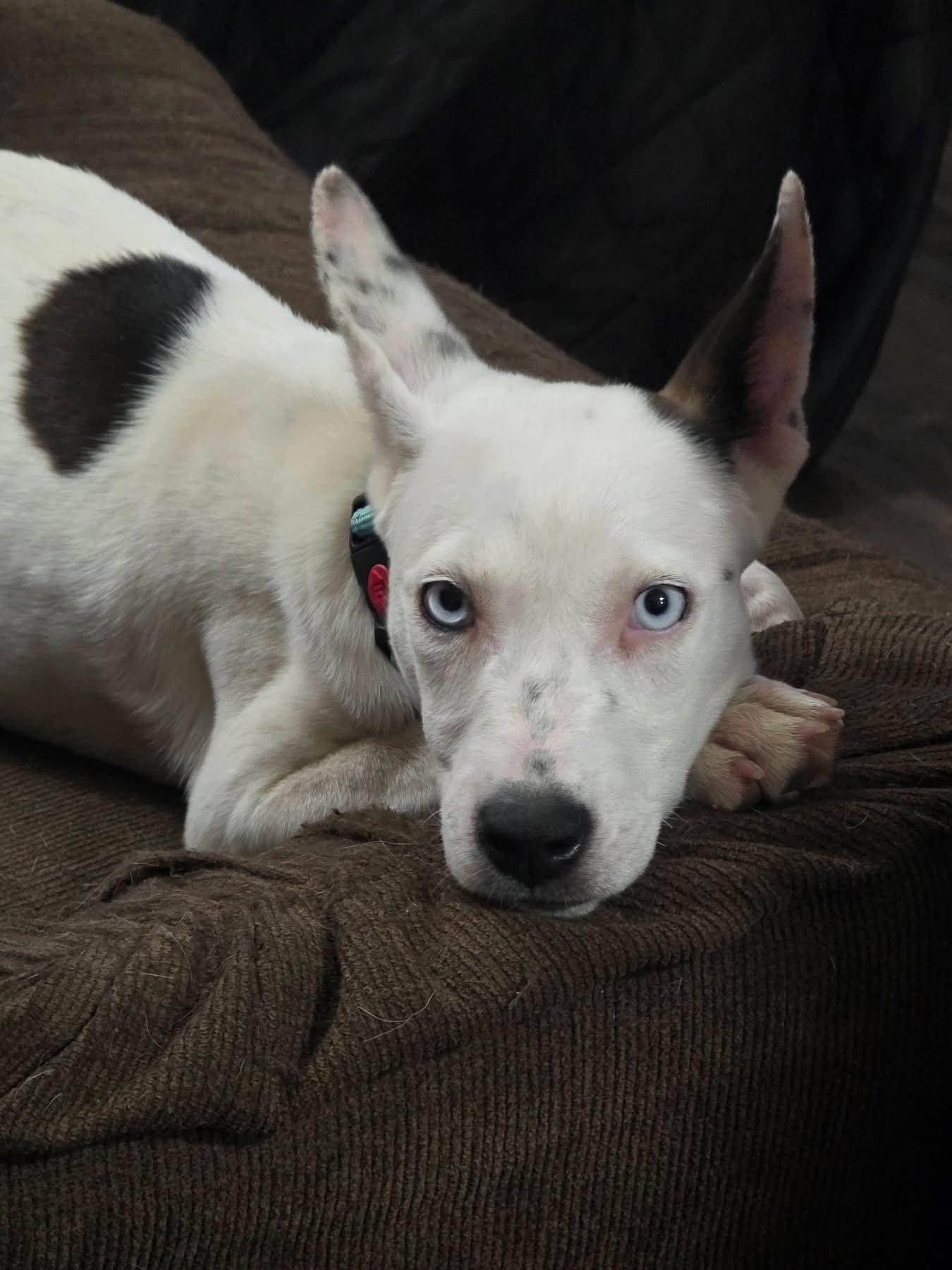 Ruthie, Adoptable, Puppy Female Terrier.