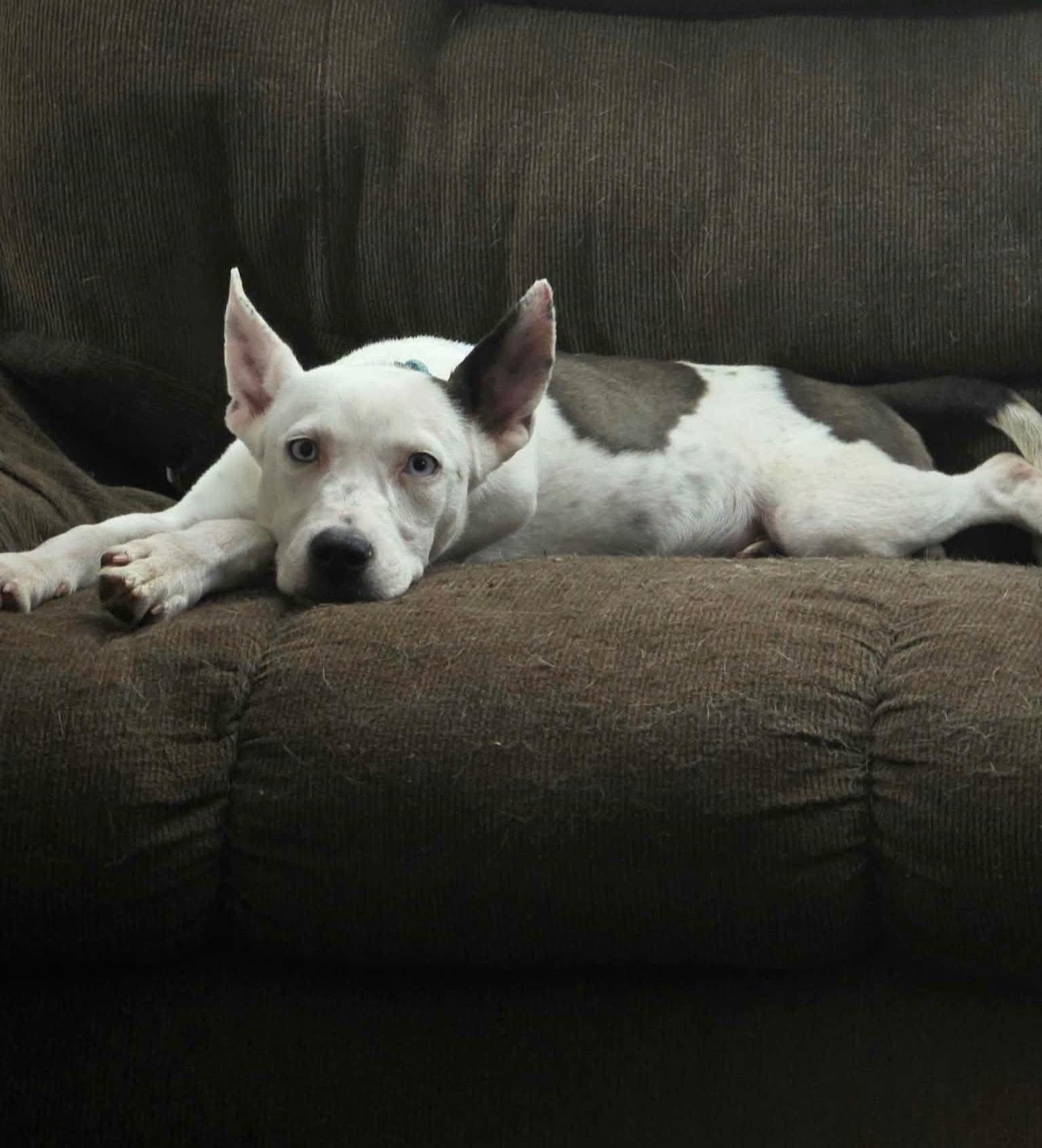 Enlarge Ruthie, a Adoptable Terrier in New London, WI image 2/3