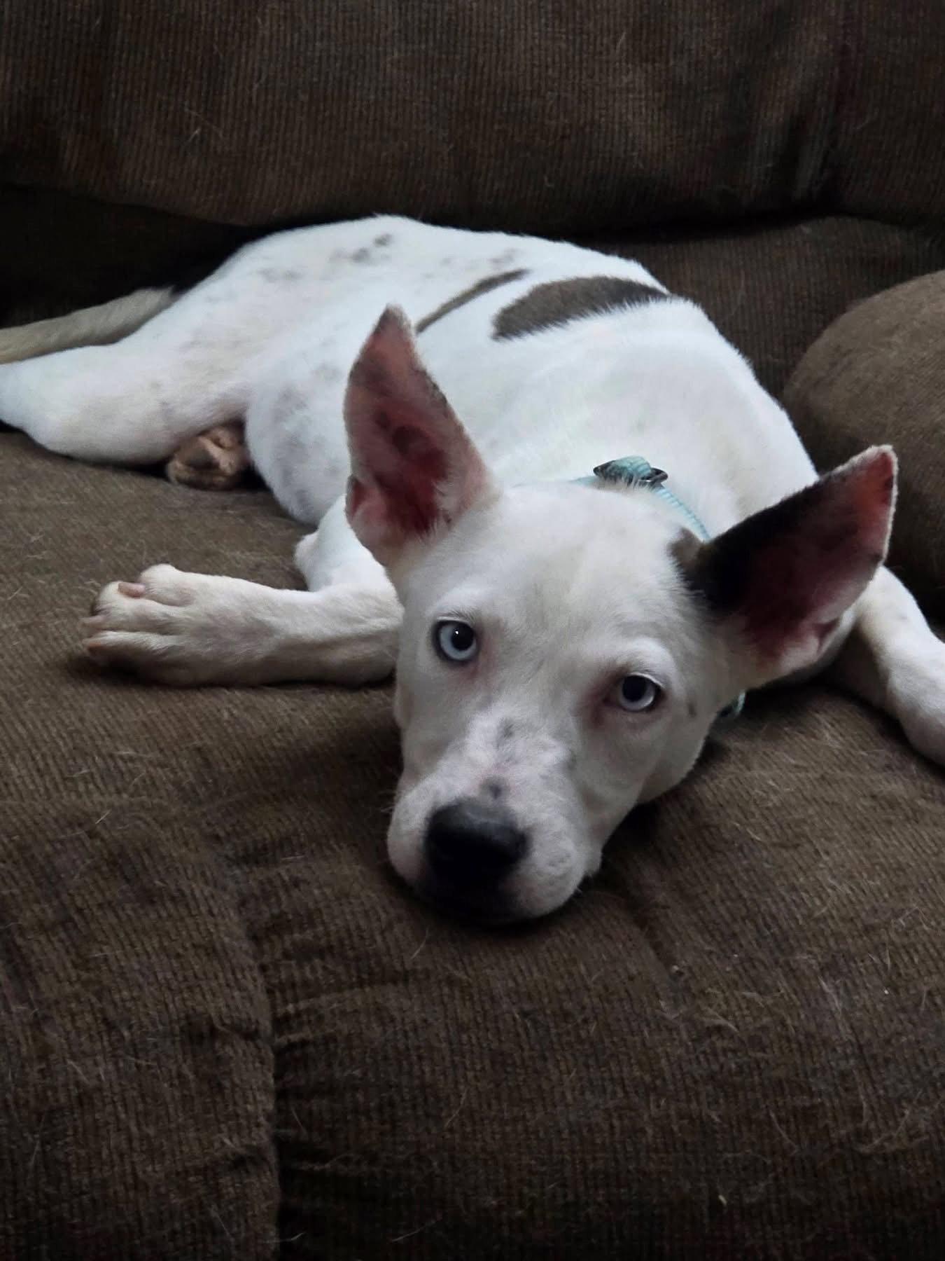 Enlarge Ruthie, a Adoptable Terrier in New London, WI image 3/3