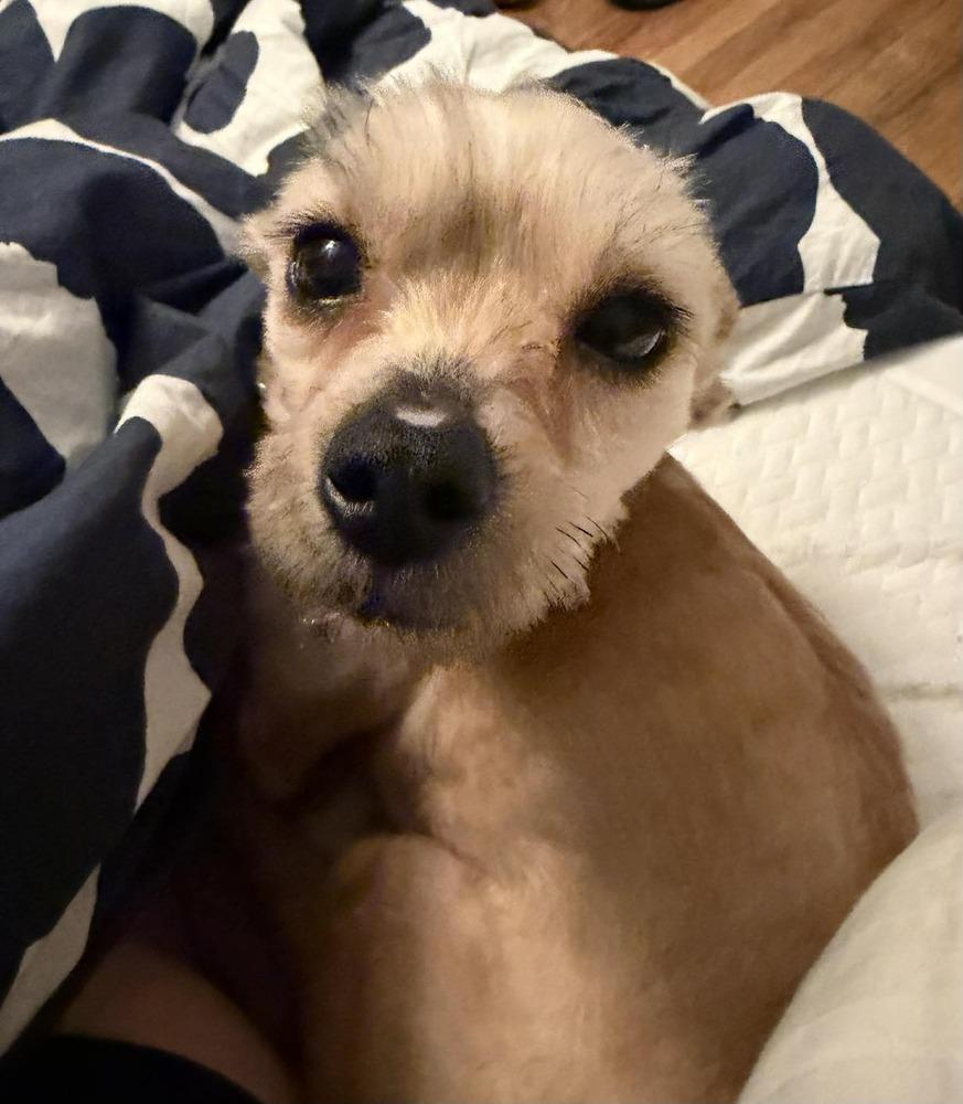 Lenny, a Adoptable mixed breed in Elkhart , IN image 1/5