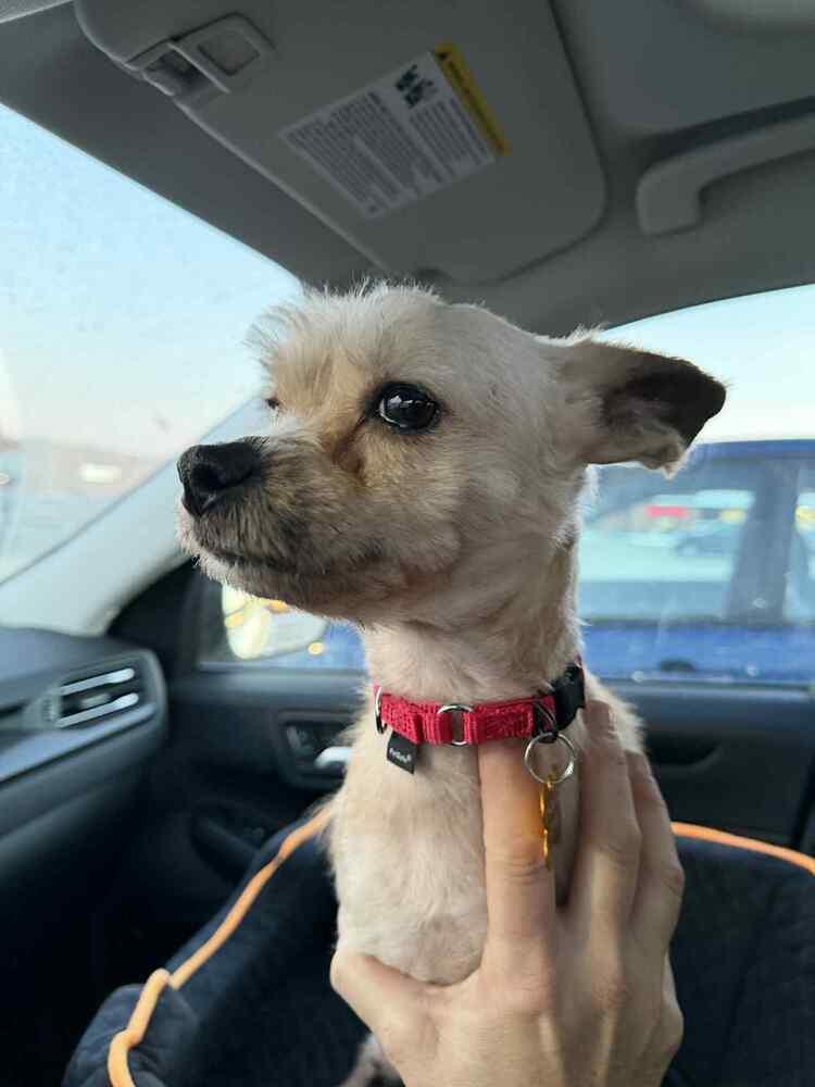 Lenny, a Adoptable mixed breed in Elkhart , IN image 2/5