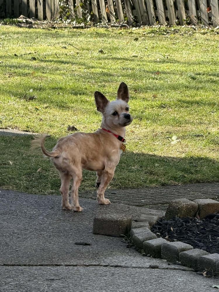 Lenny, a Adoptable mixed breed in Elkhart , IN image 3/5