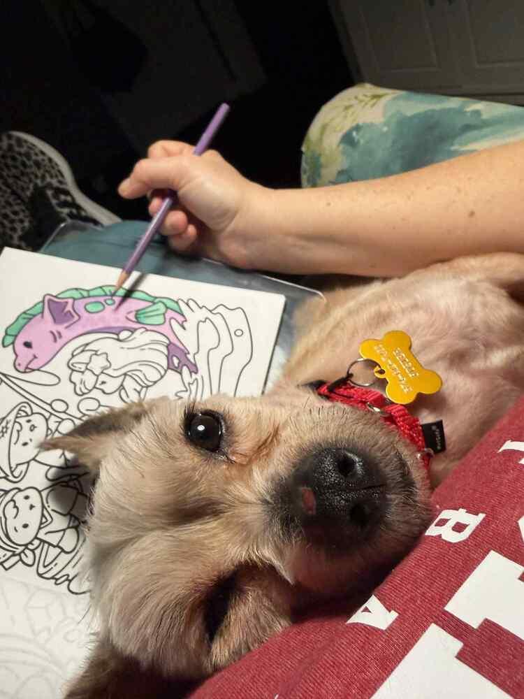 Lenny, a Adoptable mixed breed in Elkhart , IN image 4/5