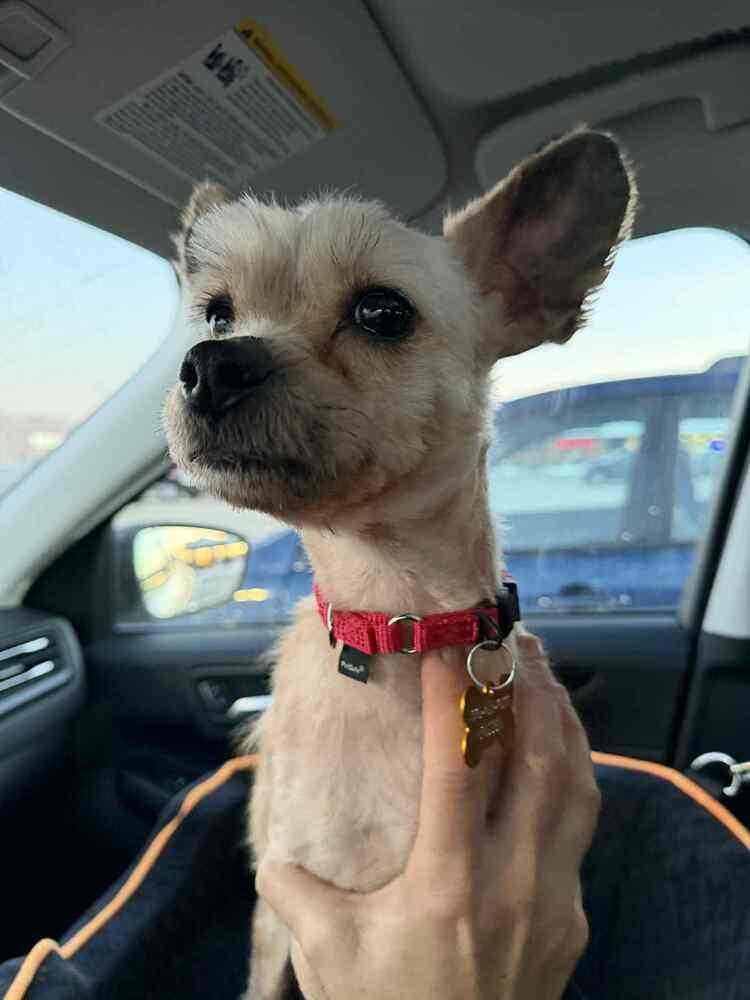 Lenny, a Adoptable mixed breed in Elkhart , IN image 5/5