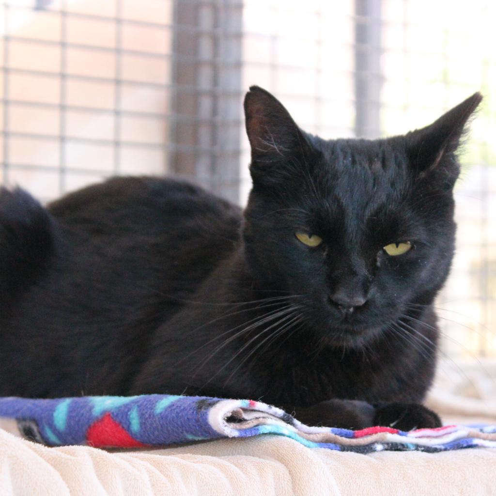 Clive, a Adoptable Domestic Short Hair image 5/6