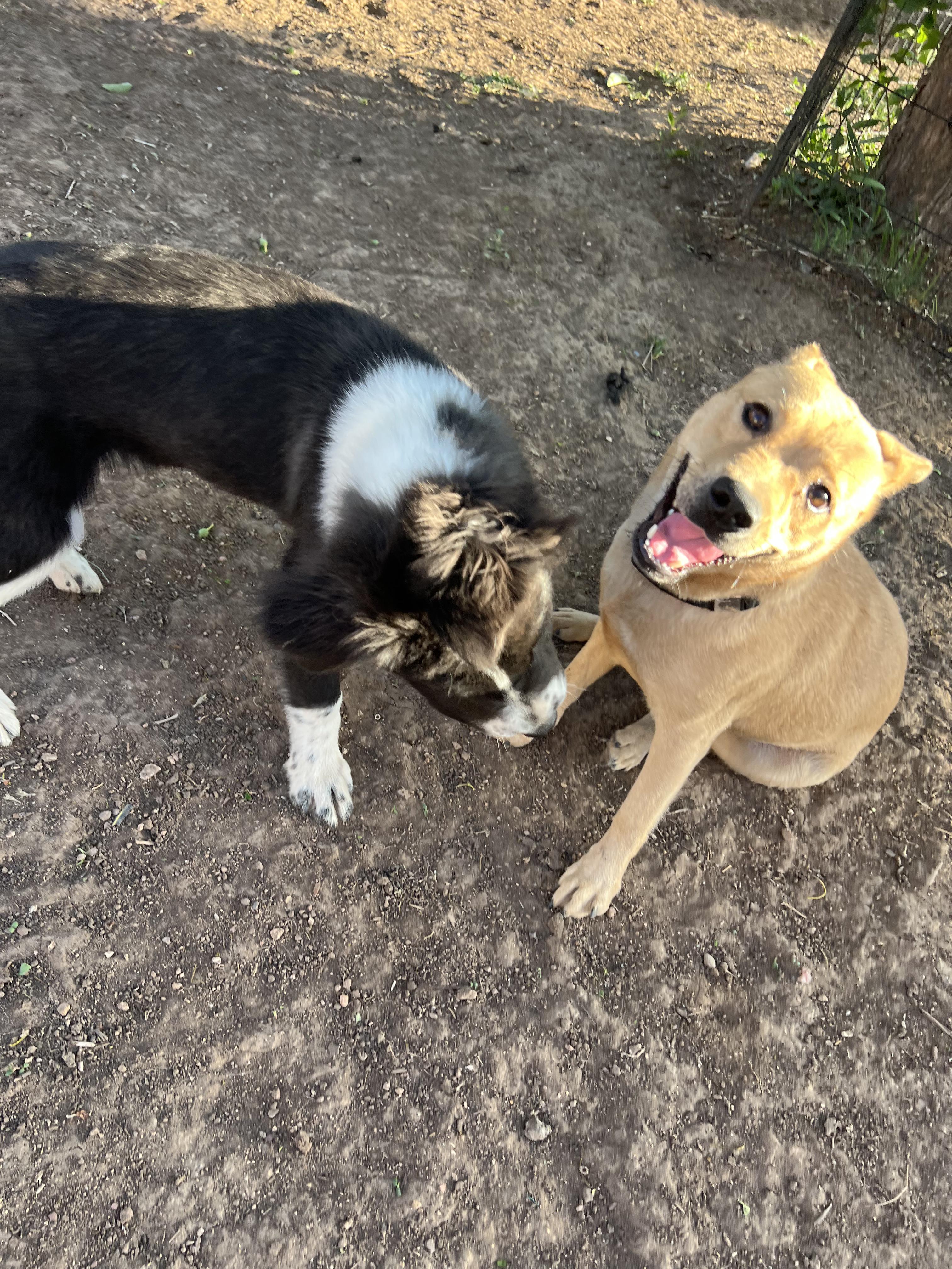 Enlarge Paloma, a ADOPTABLE mixed breed in Fort Collins, CO image 2/6