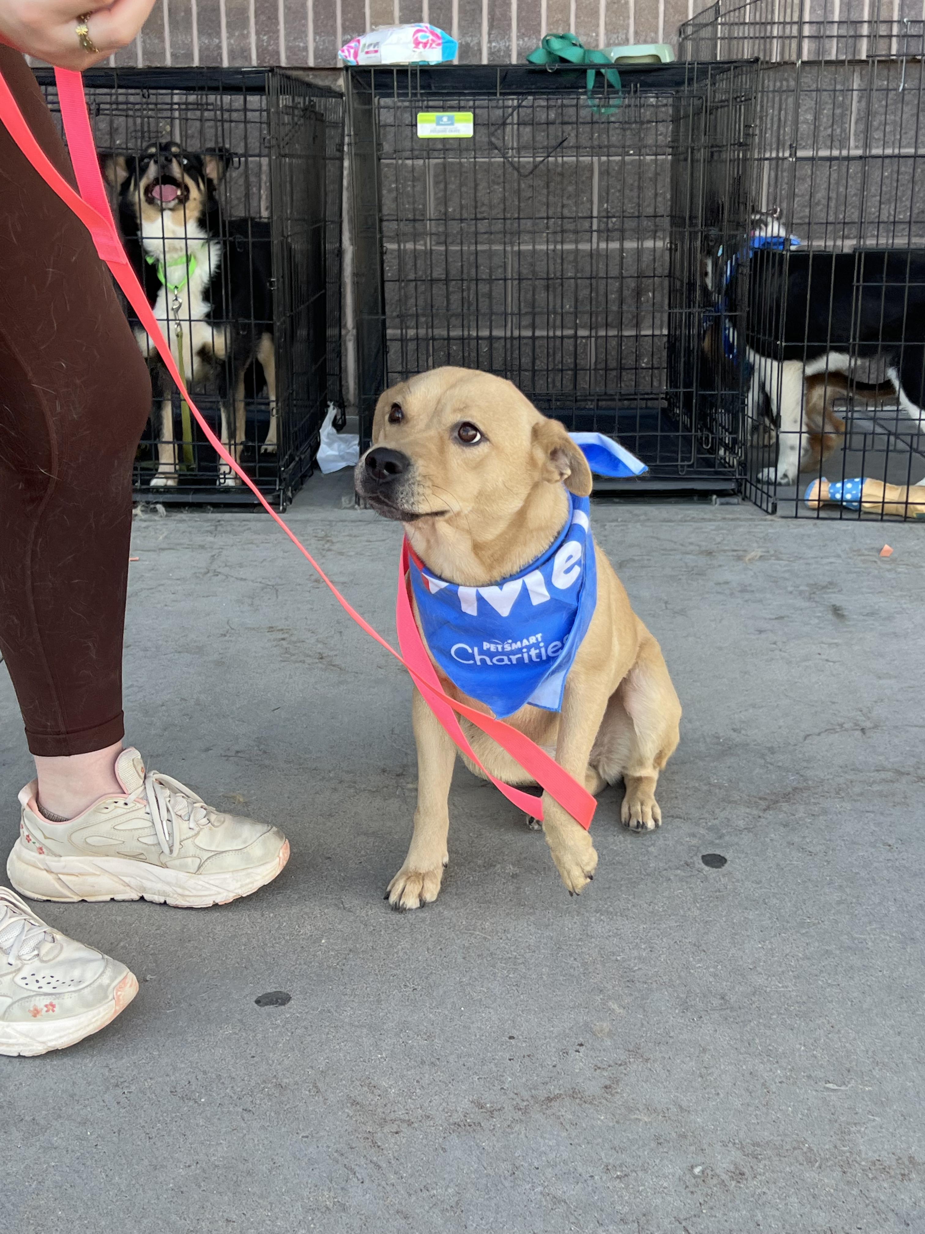 Enlarge Paloma, a ADOPTABLE mixed breed in Fort Collins, CO image 6/6