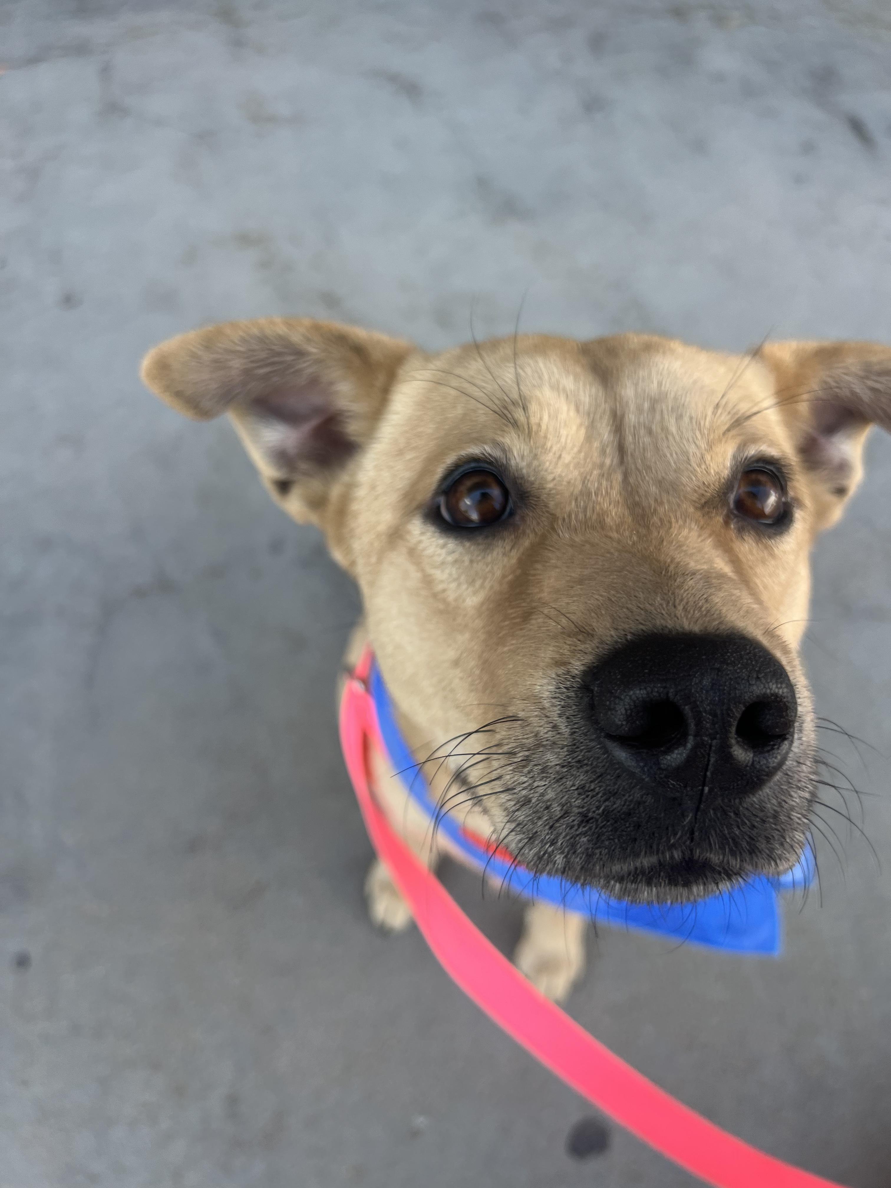 Enlarge Paloma, a ADOPTABLE mixed breed in Fort Collins, CO image 1/6