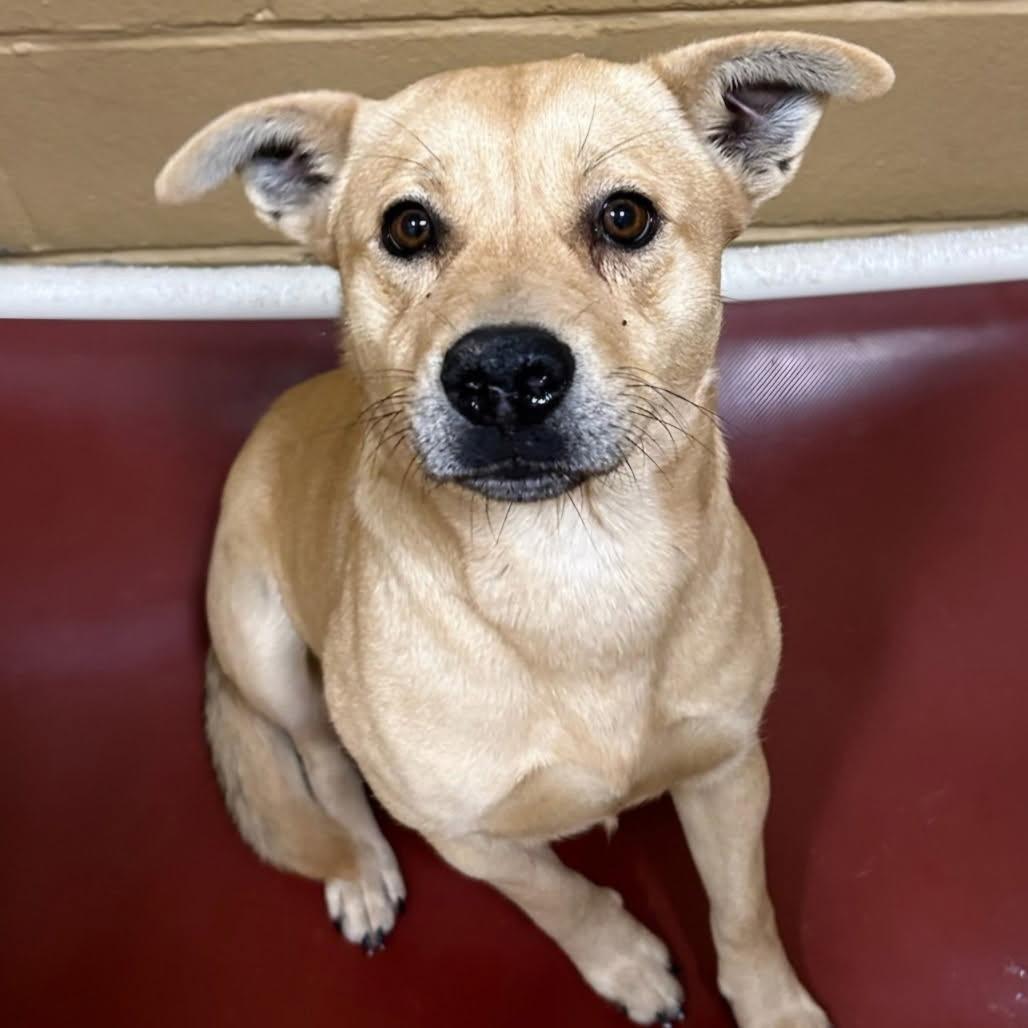 Enlarge Paloma, a ADOPTABLE mixed breed in Fort Collins, CO image 3/6