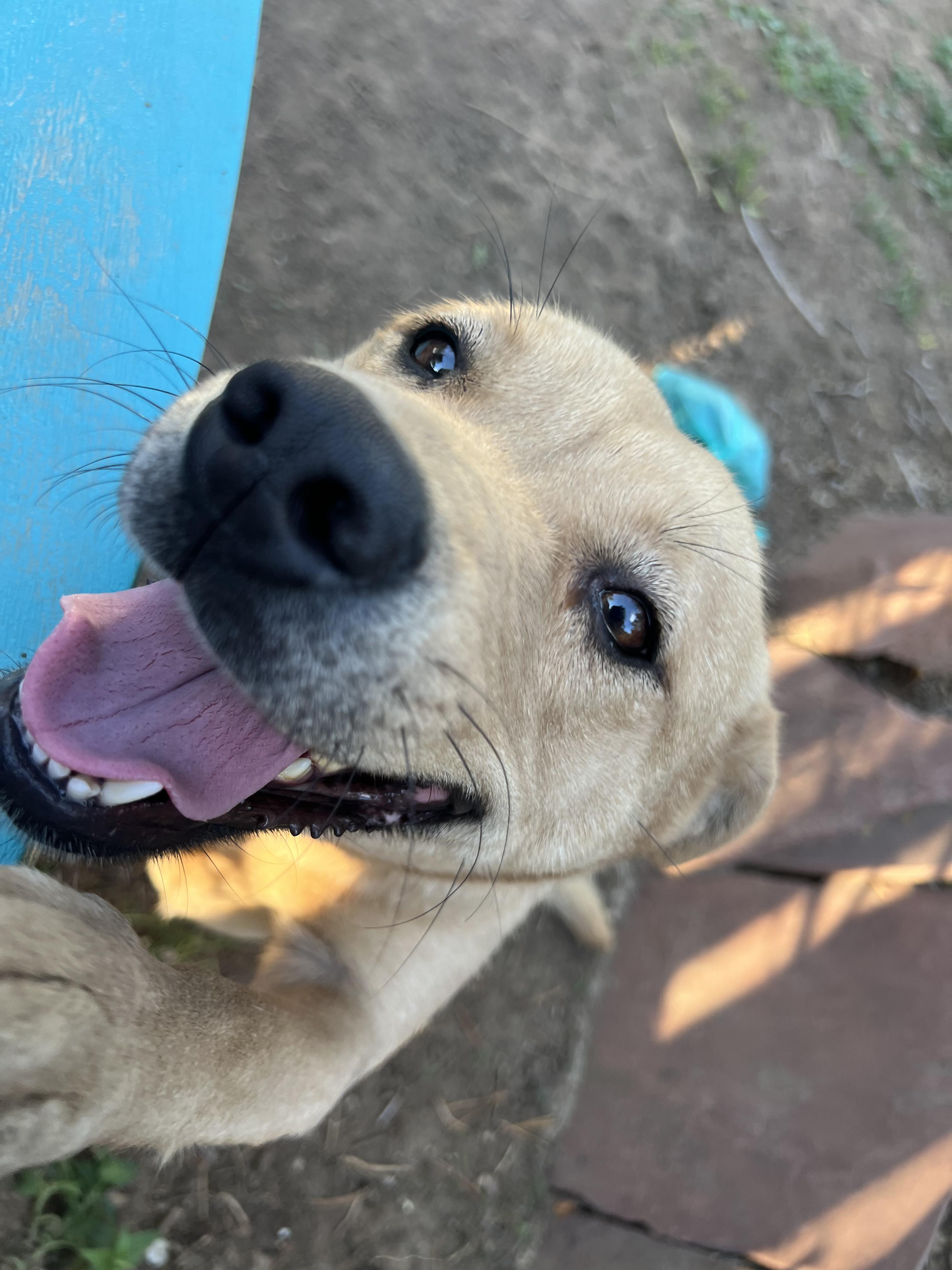 Enlarge Paloma, a ADOPTABLE mixed breed in Fort Collins, CO image 4/6