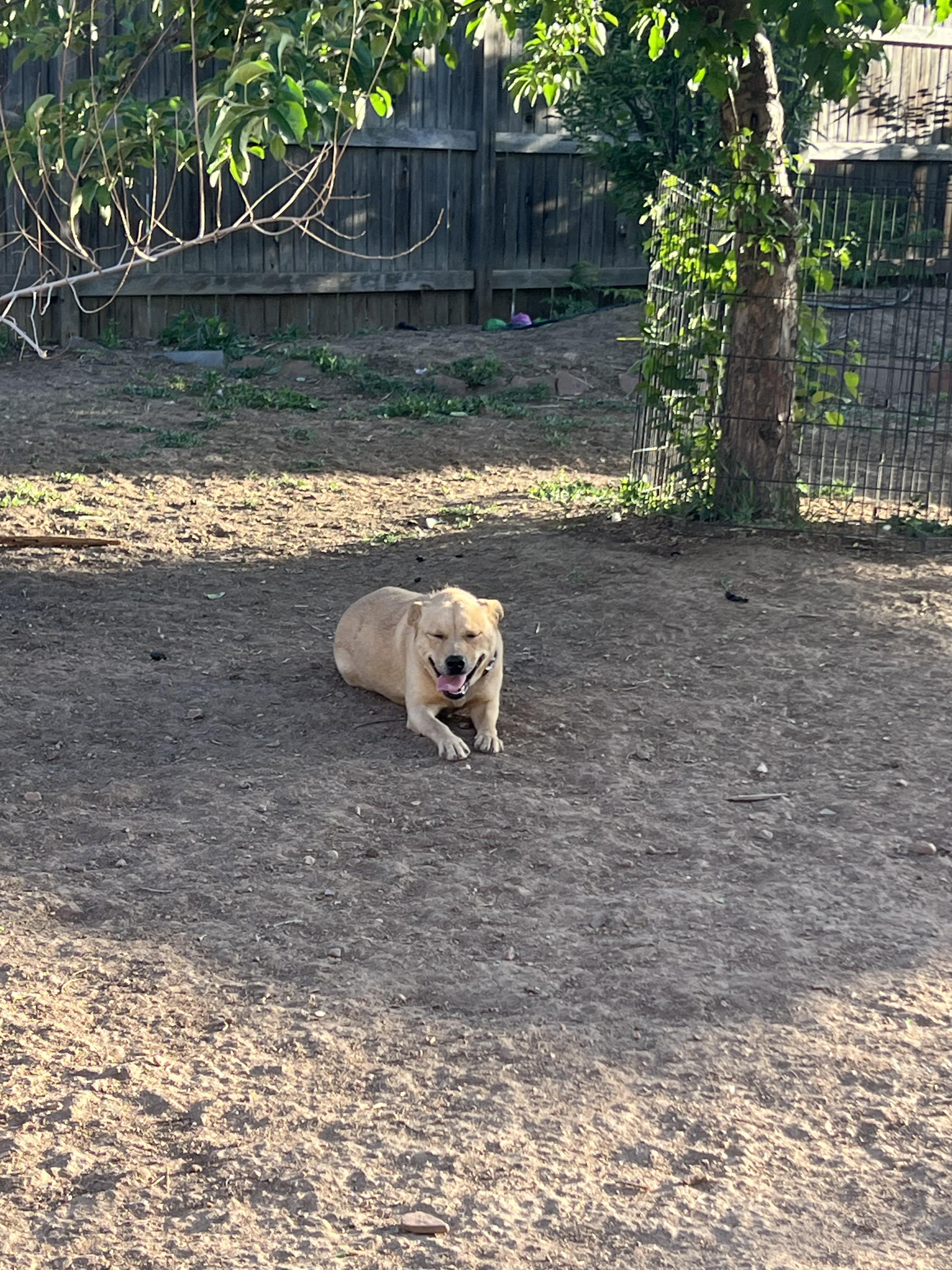 Enlarge Paloma, a ADOPTABLE mixed breed in Fort Collins, CO image 5/6