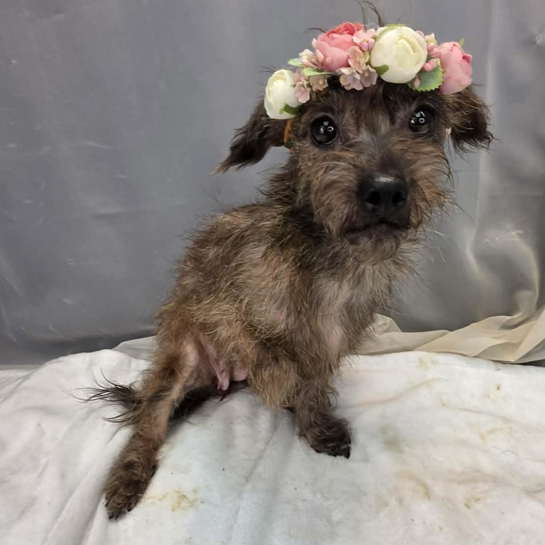 Sprout, adopted, Young Female Miniature Poodle & Miniature Schnauzer.
