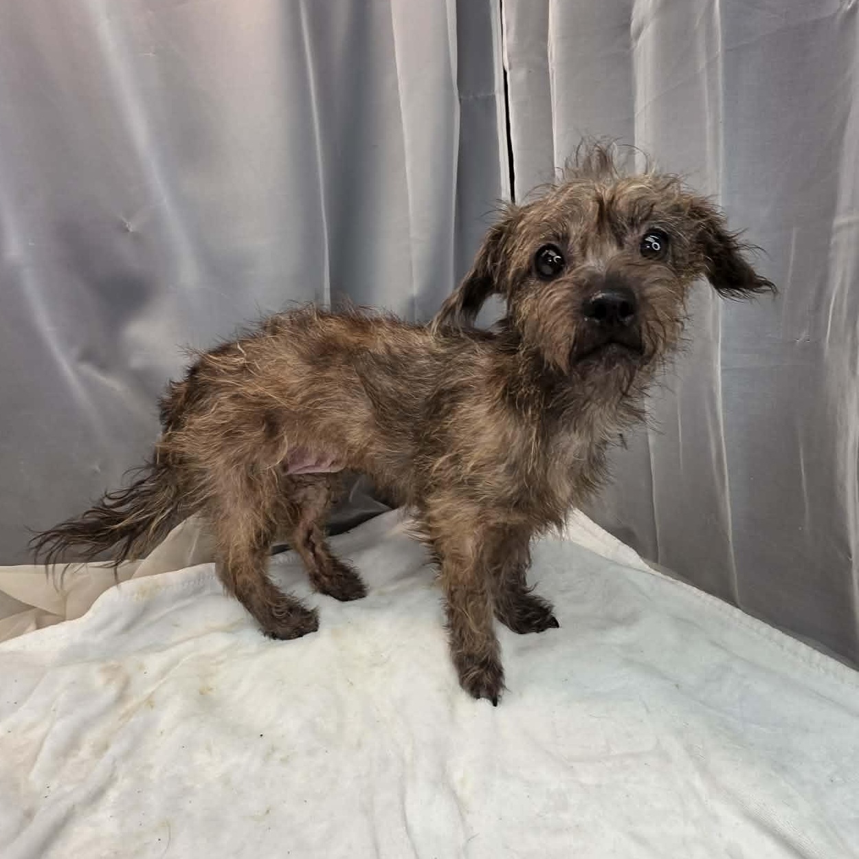 Sprout, an adopted mixed breed in Farmington, CT image 5/6