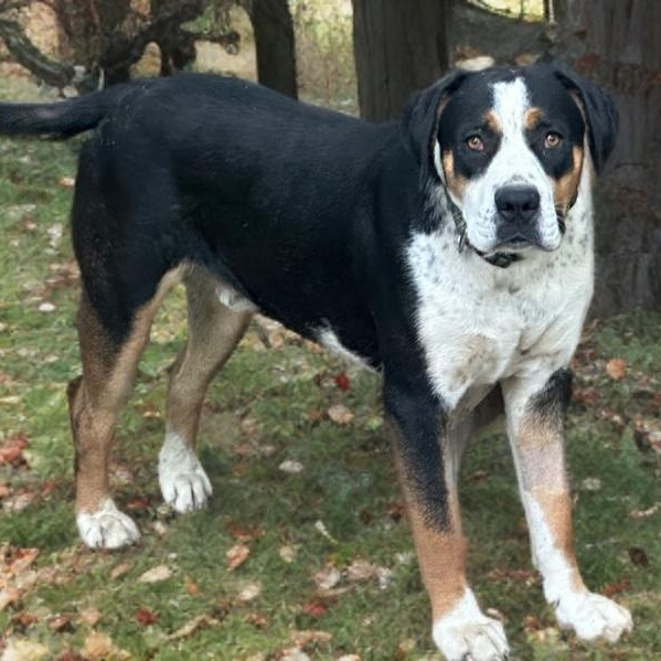 Dog for adoption - Deuce, a Greater Swiss Mountain Dog