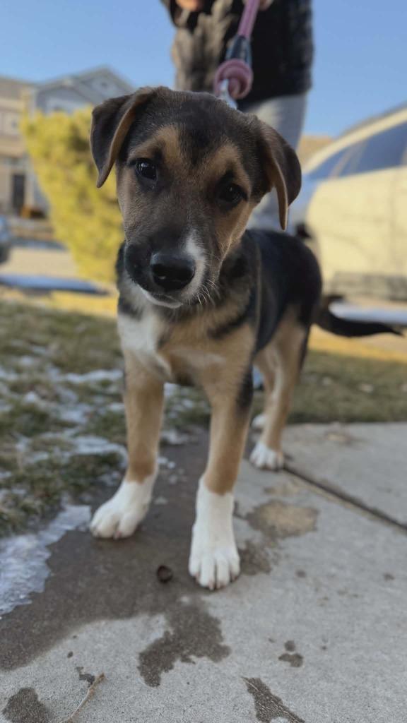 Dino, Adoptable, Puppy Male Shepherd & Husky.