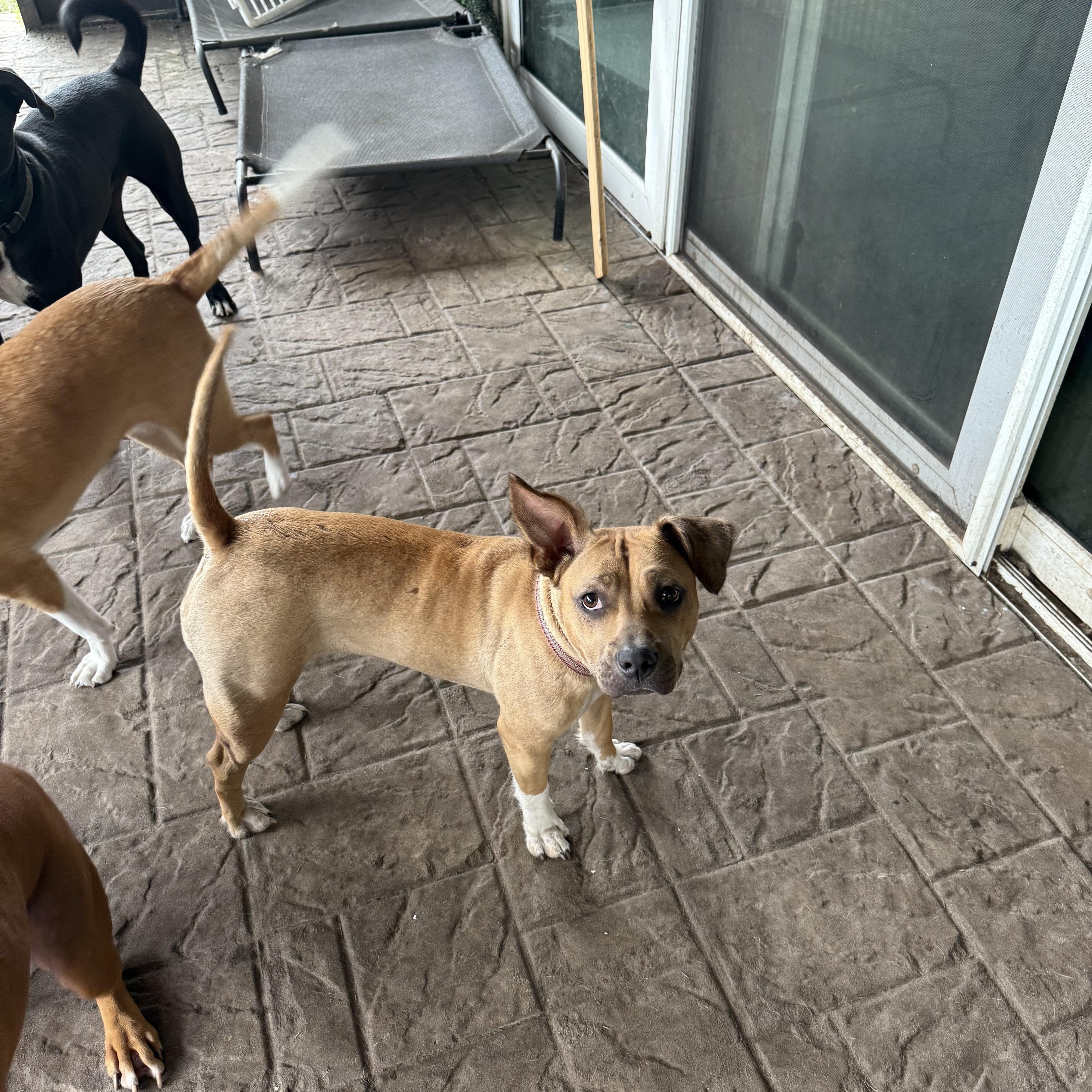 Enlarge Abby, a Adoptable mixed breed in Maitland, FL image 5/6