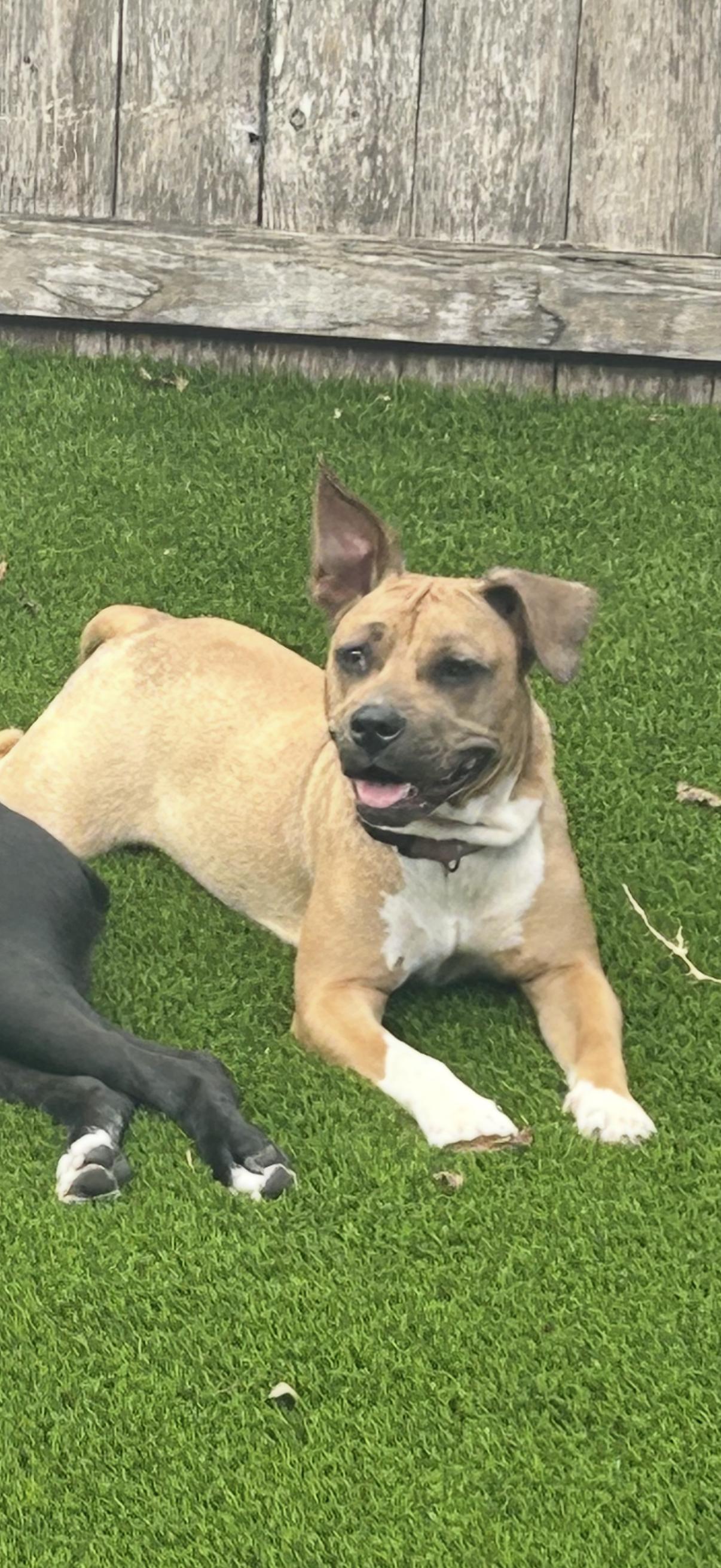 Abby, Adoptable, Young Female Black Mouth Cur & Pit Bull Terrier.