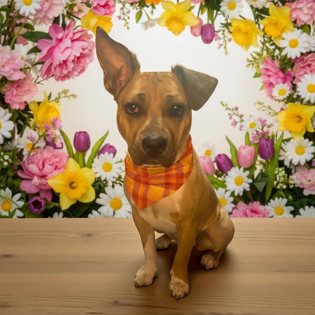 Abby, Adoptable, Young Female Black Mouth Cur & Pit Bull Terrier.