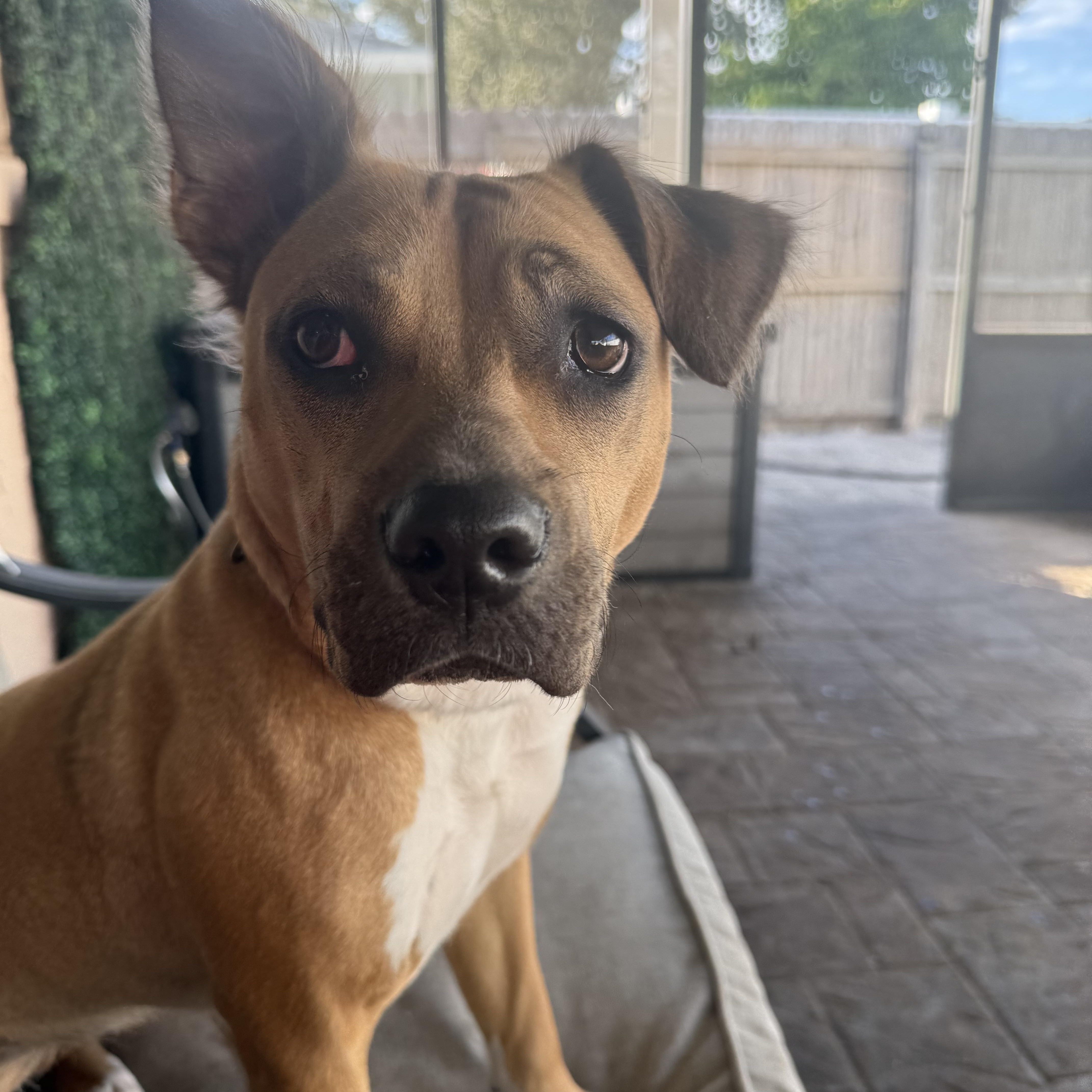 Enlarge Abby, a Adoptable mixed breed in Maitland, FL image 6/6