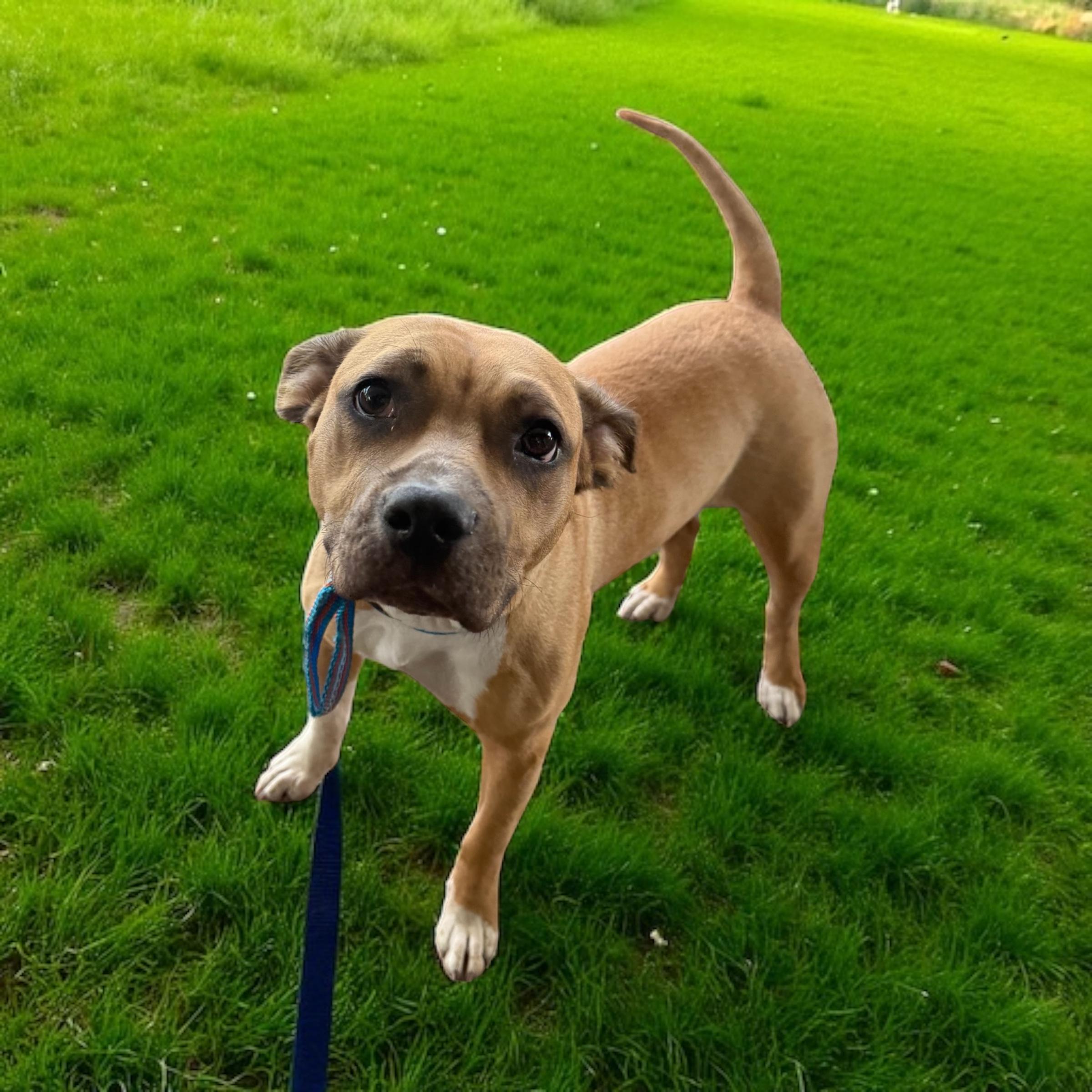 Abby photo 3