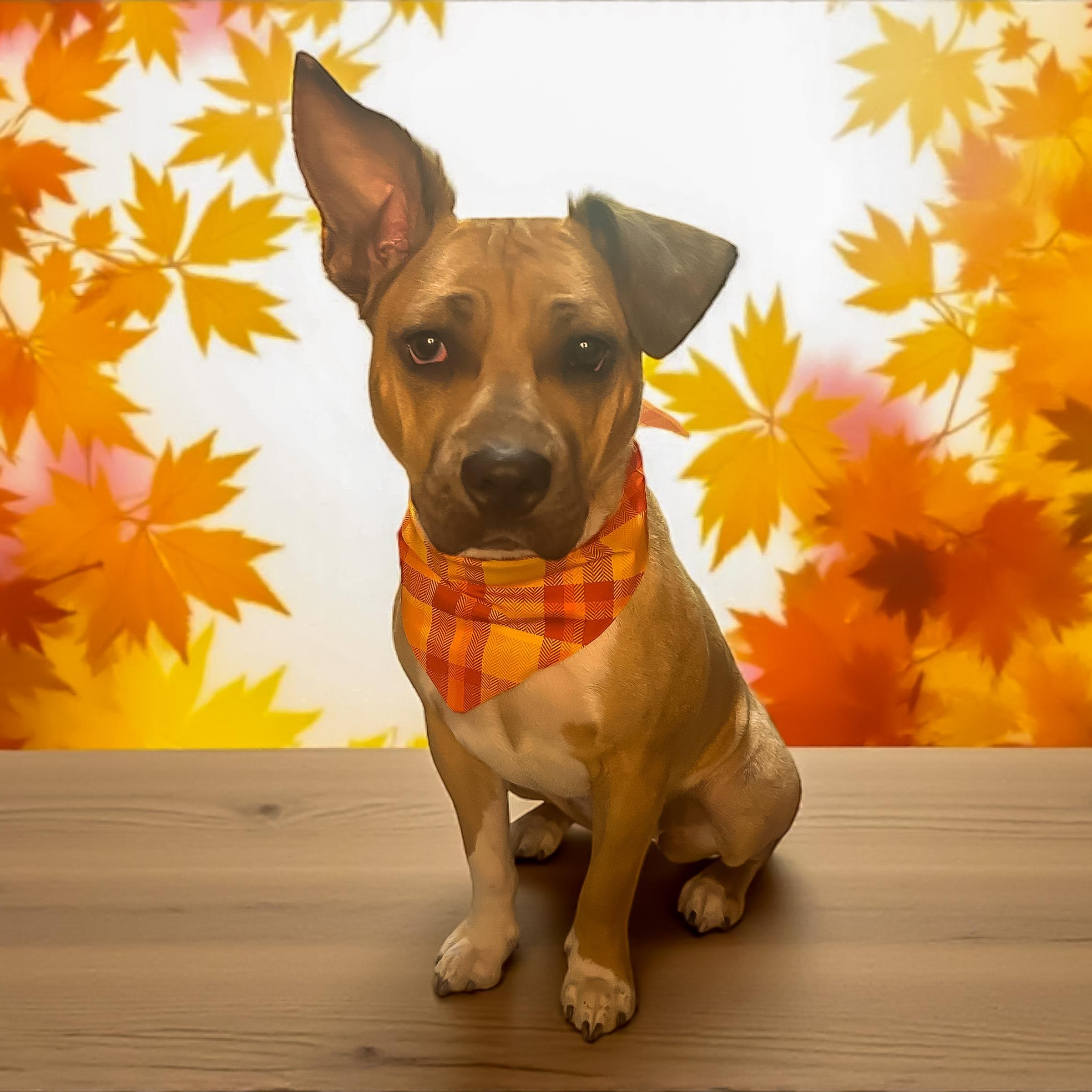 Enlarge Abby, a Adoptable mixed breed in Maitland, FL image 4/6