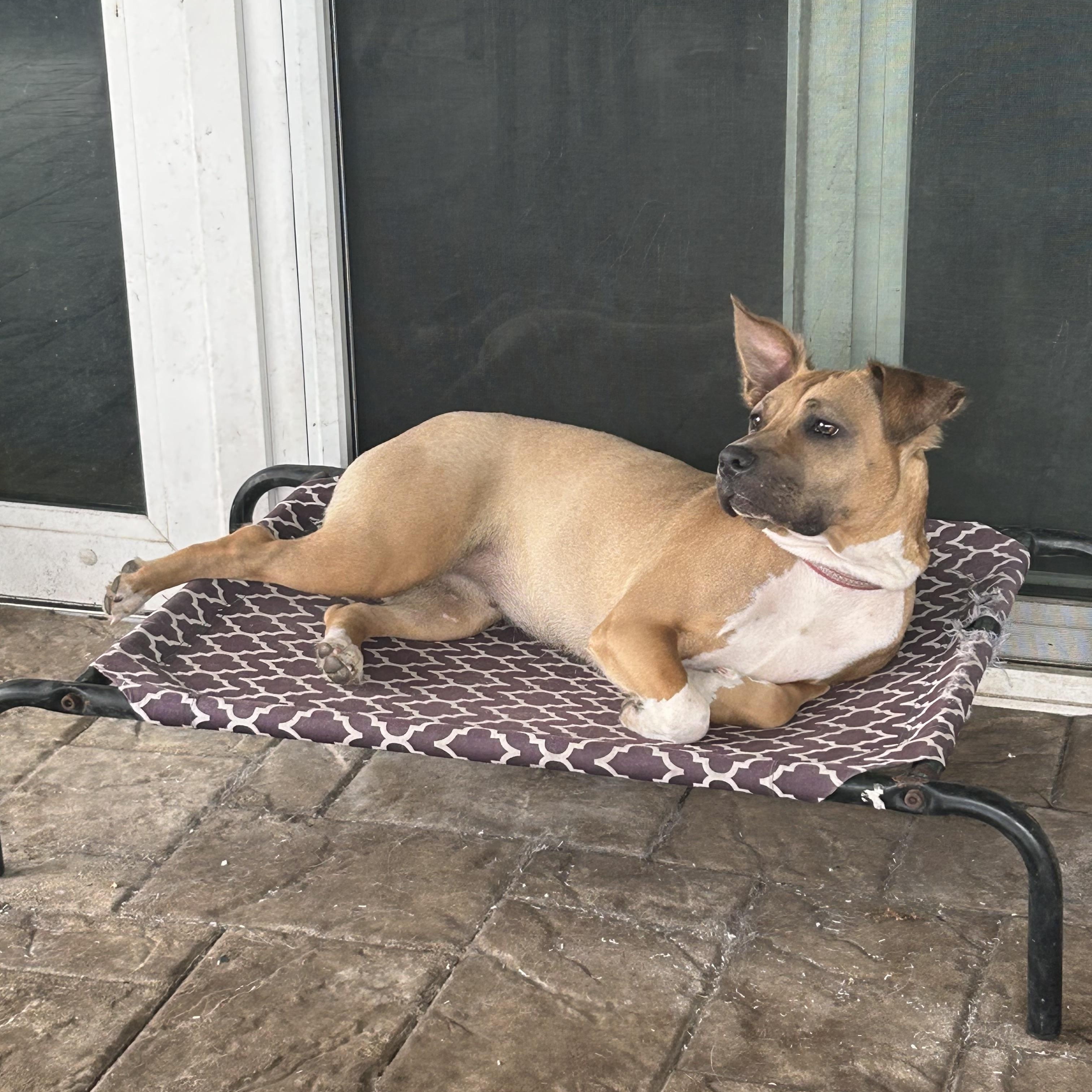 Enlarge Abby, a Adoptable mixed breed in Maitland, FL image 3/6