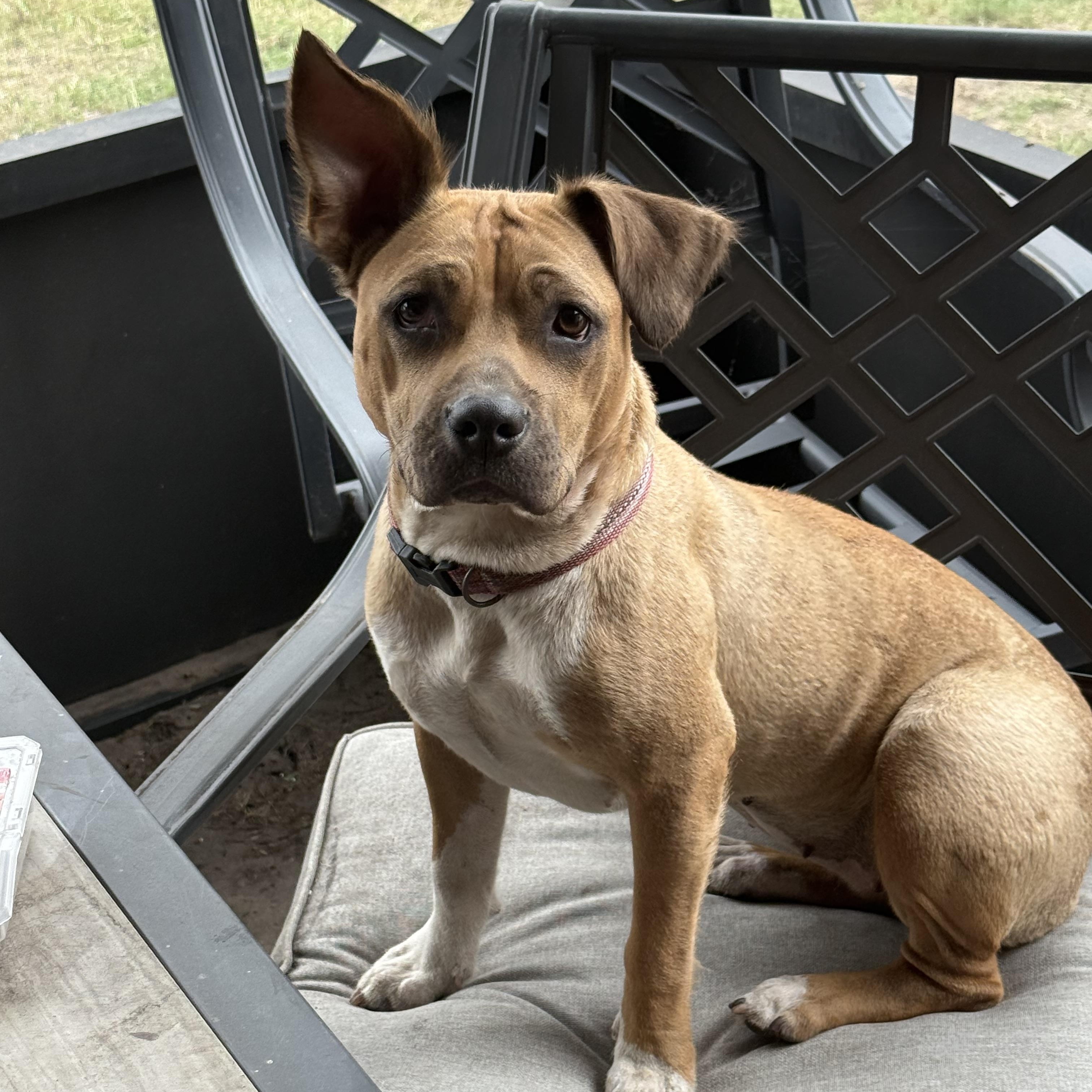 Abby, Adoptable, Young Female Black Mouth Cur & Pit Bull Terrier.