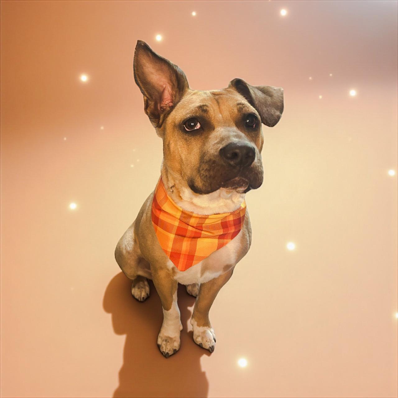 Enlarge Abby, a Adoptable mixed breed in Maitland, FL image 6/6