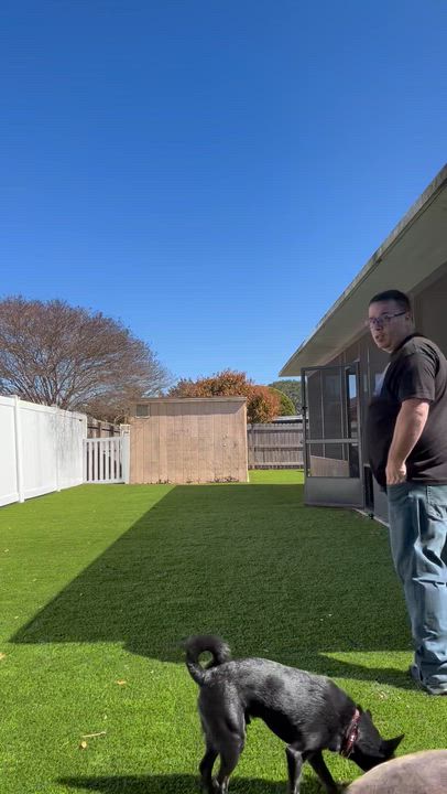 Enlarge Abby, a Adoptable mixed breed in Maitland, FL video 6/6