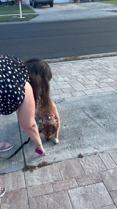 Enlarge Abby, an adopted mixed breed in Maitland, FL video 6/6