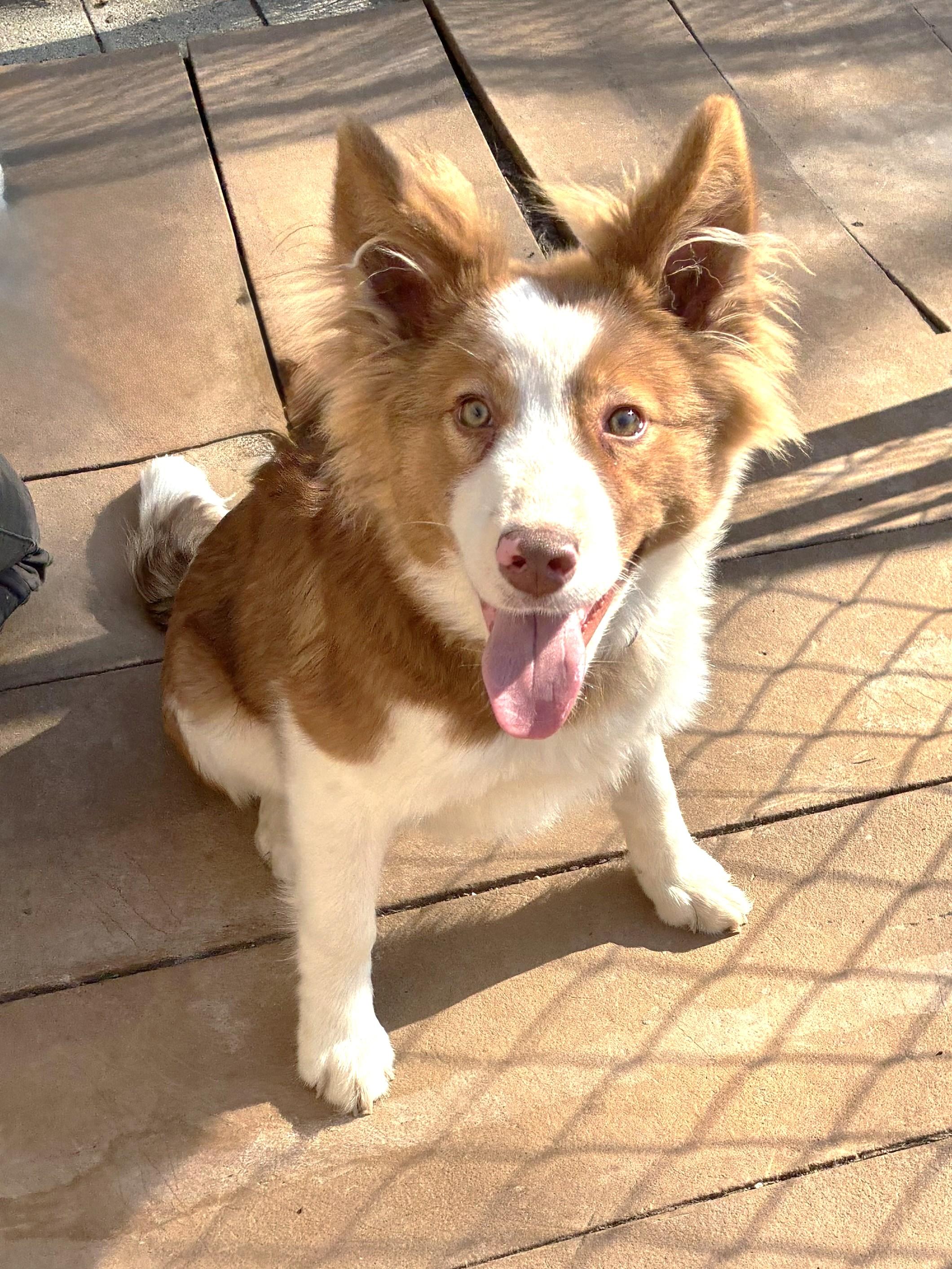 Xaver, ADOPTABLE, Puppy Male Australian Shepherd.