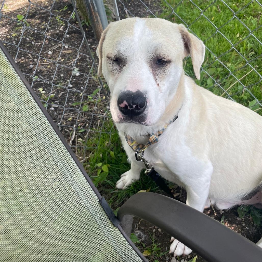Batman, Adoptable, Young Male Great Pyrenees & Labrador Retriever.