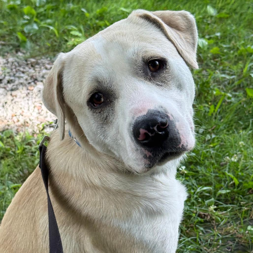 Batman, a Adoptable mixed breed in Columbia Station, OH image 2/6