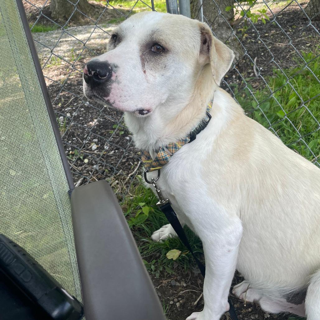 Batman, a Adoptable mixed breed in Columbia Station, OH image 4/6