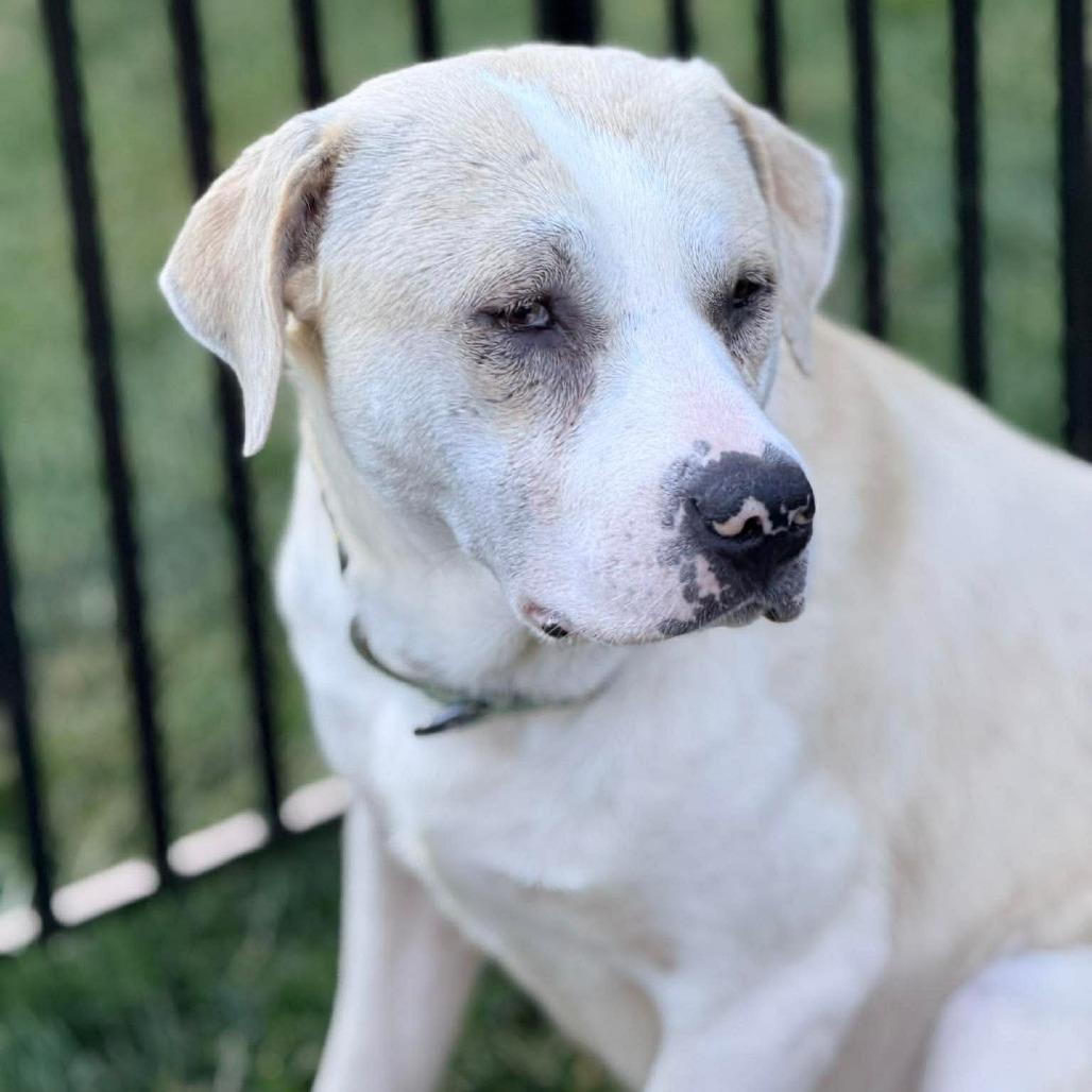 Batman, a Adoptable mixed breed in Columbia Station, OH image 5/6