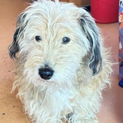 Dusty Bob, Adopted, Senior Male Shetland Sheepdog / Sheltie.