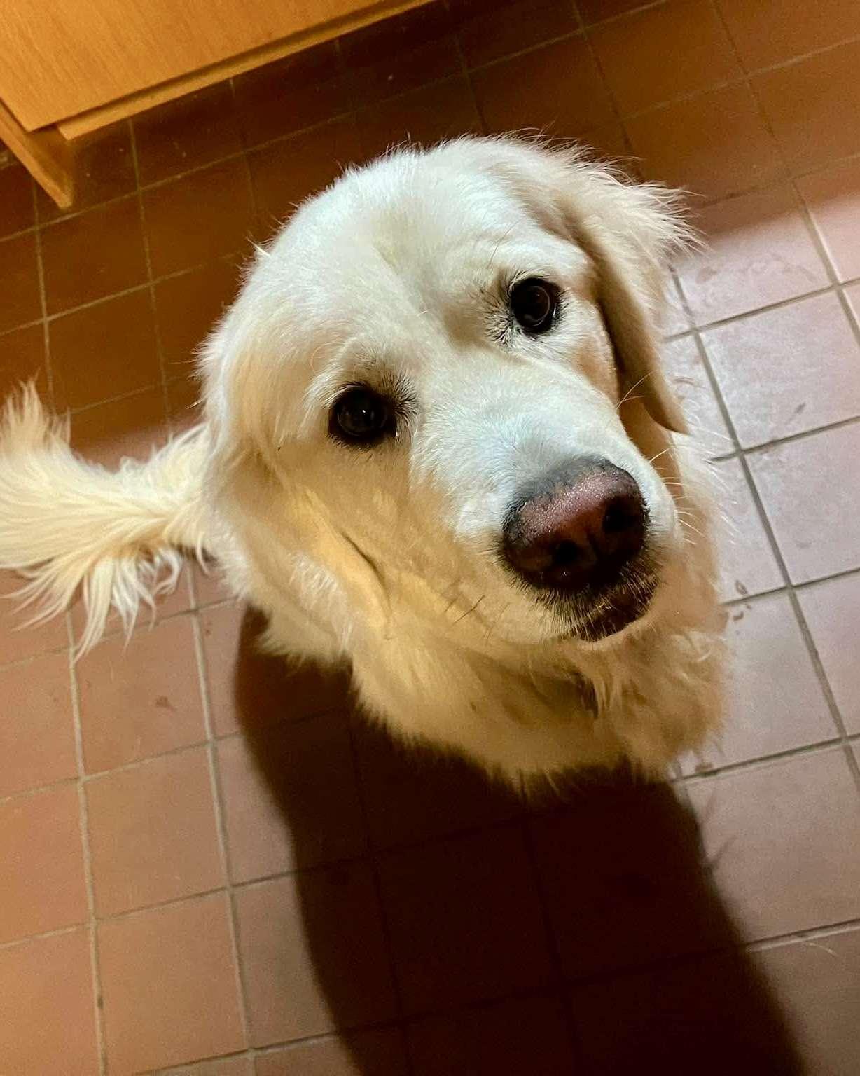 Ruggles, an adopted Golden Retriever in seattle, WA image 3/4