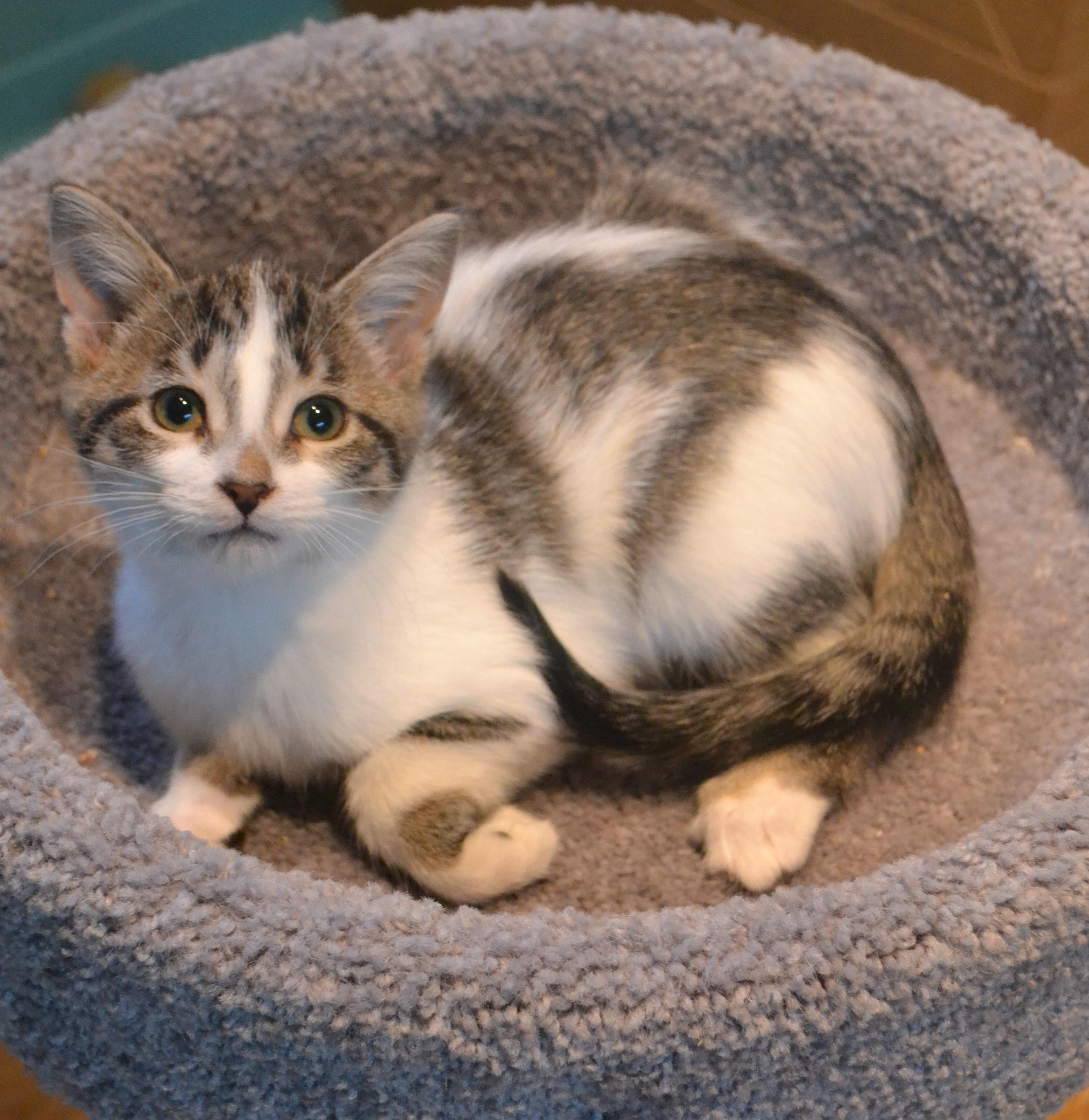Bathilda, Adoptable, Kitten Female Domestic Short Hair.