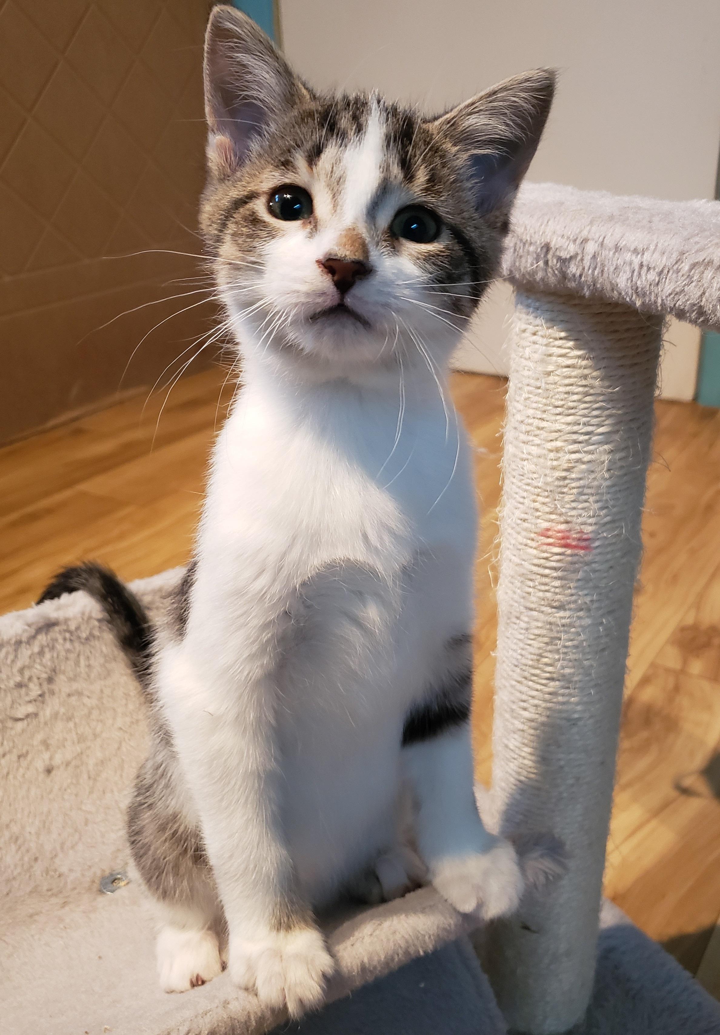 Bathilda, a Adoptable Domestic Short Hair in Anjou, QC image 2/3