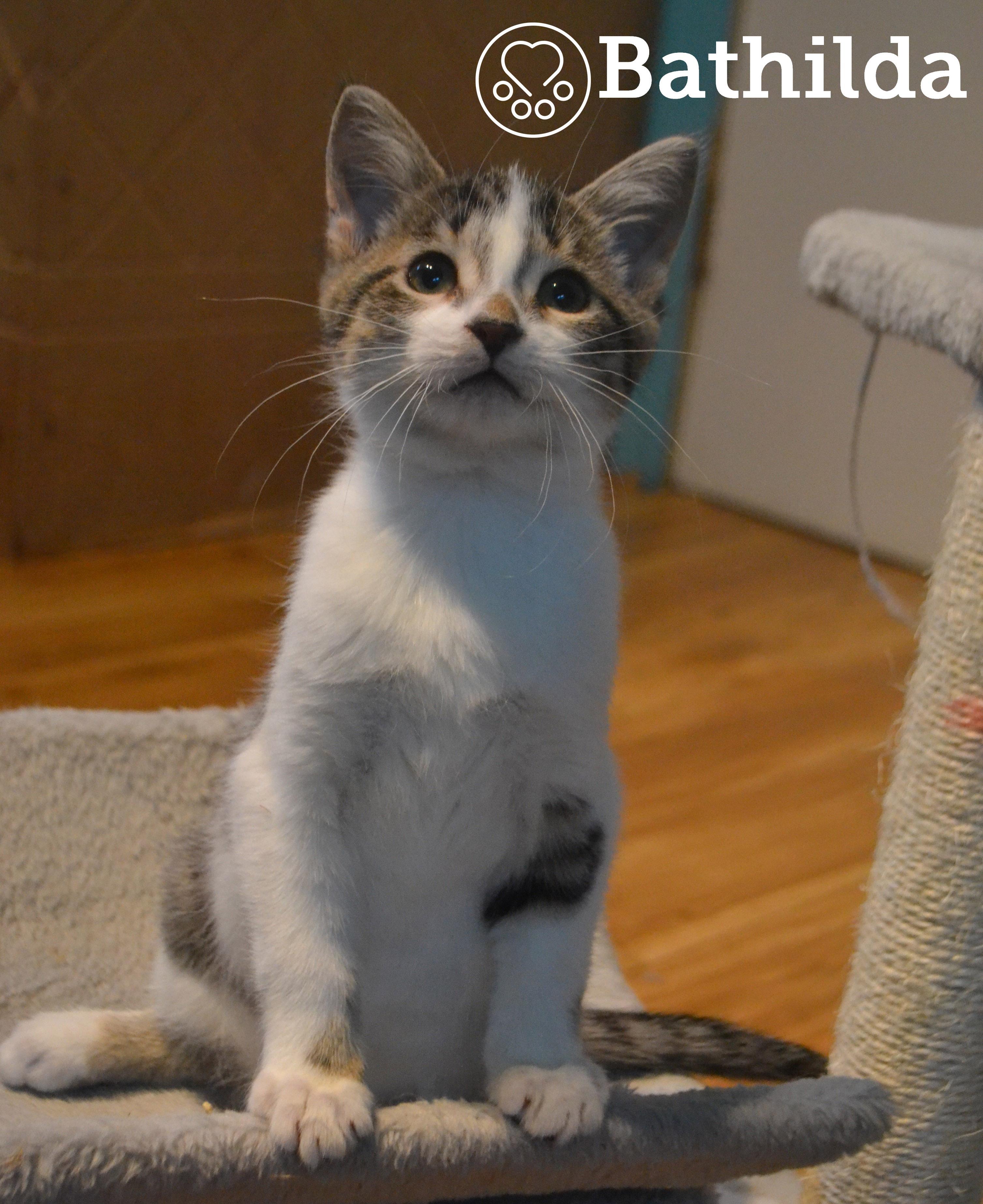 Bathilda, a Adoptable Domestic Short Hair in Anjou, QC image 3/3