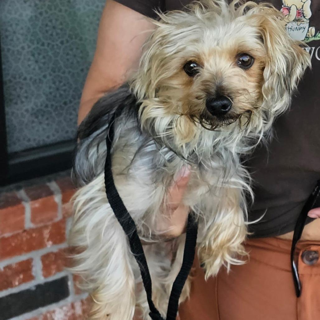 Ping, Adoptable, Adult Female Yorkshire Terrier.