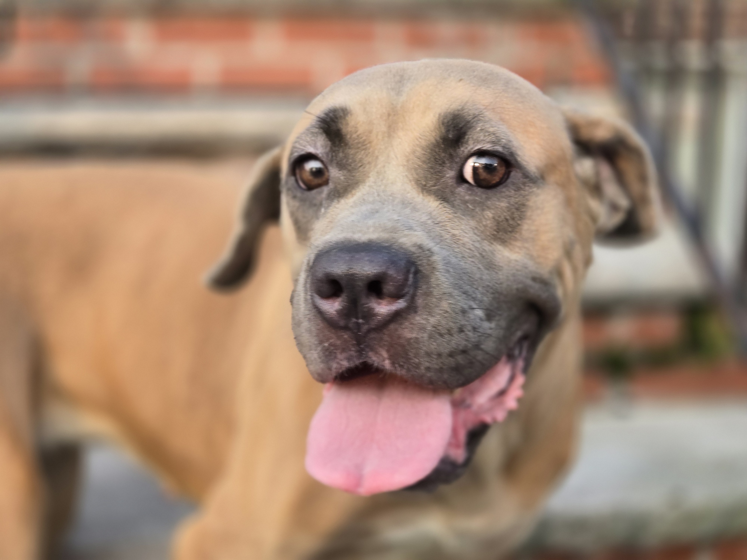 Enlarge Rosie, a Adoptable Mastiff in Far Rockaway, NY image 1/3