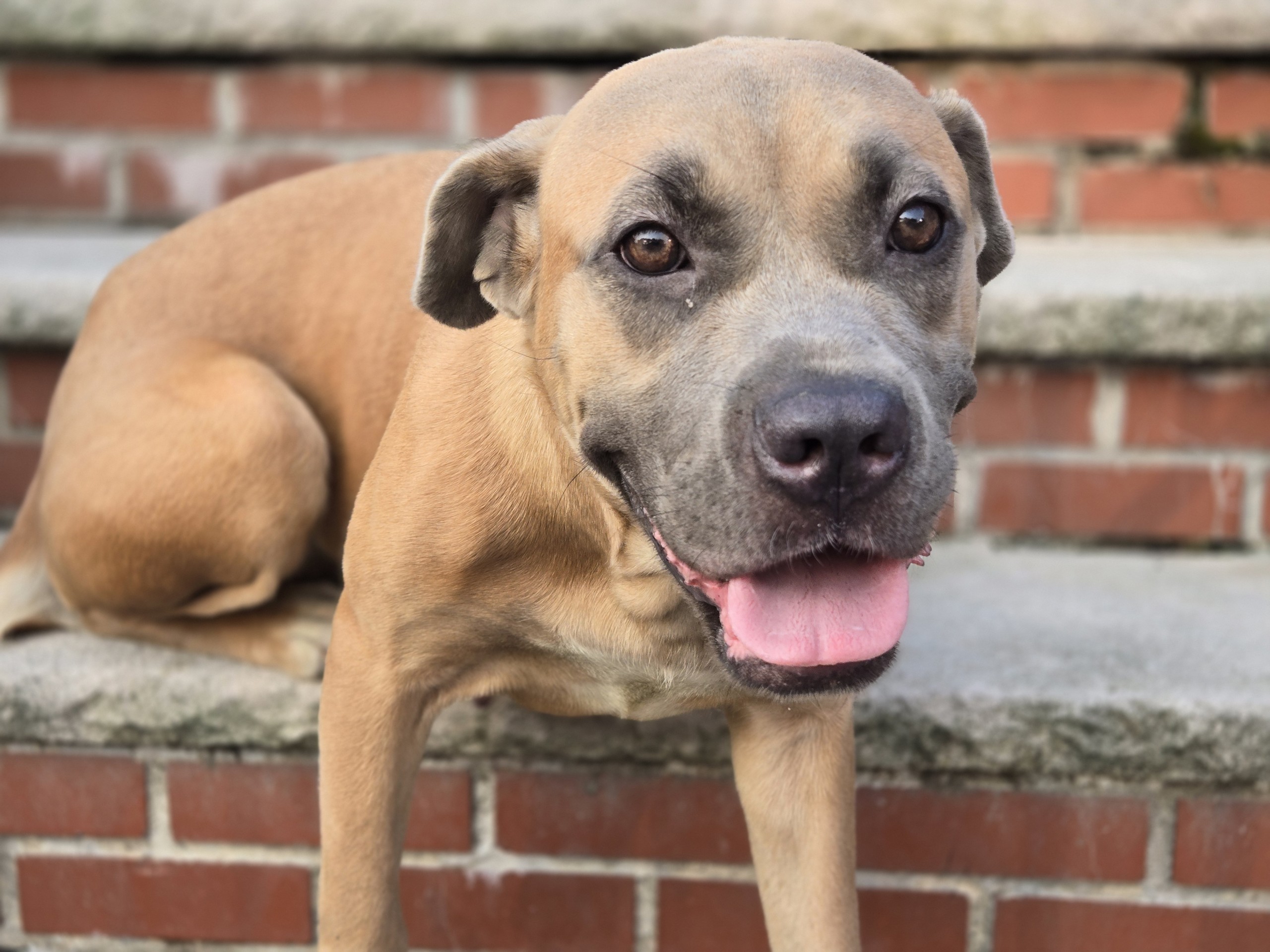 Enlarge Rosie, a Adoptable Mastiff in Far Rockaway, NY image 2/3