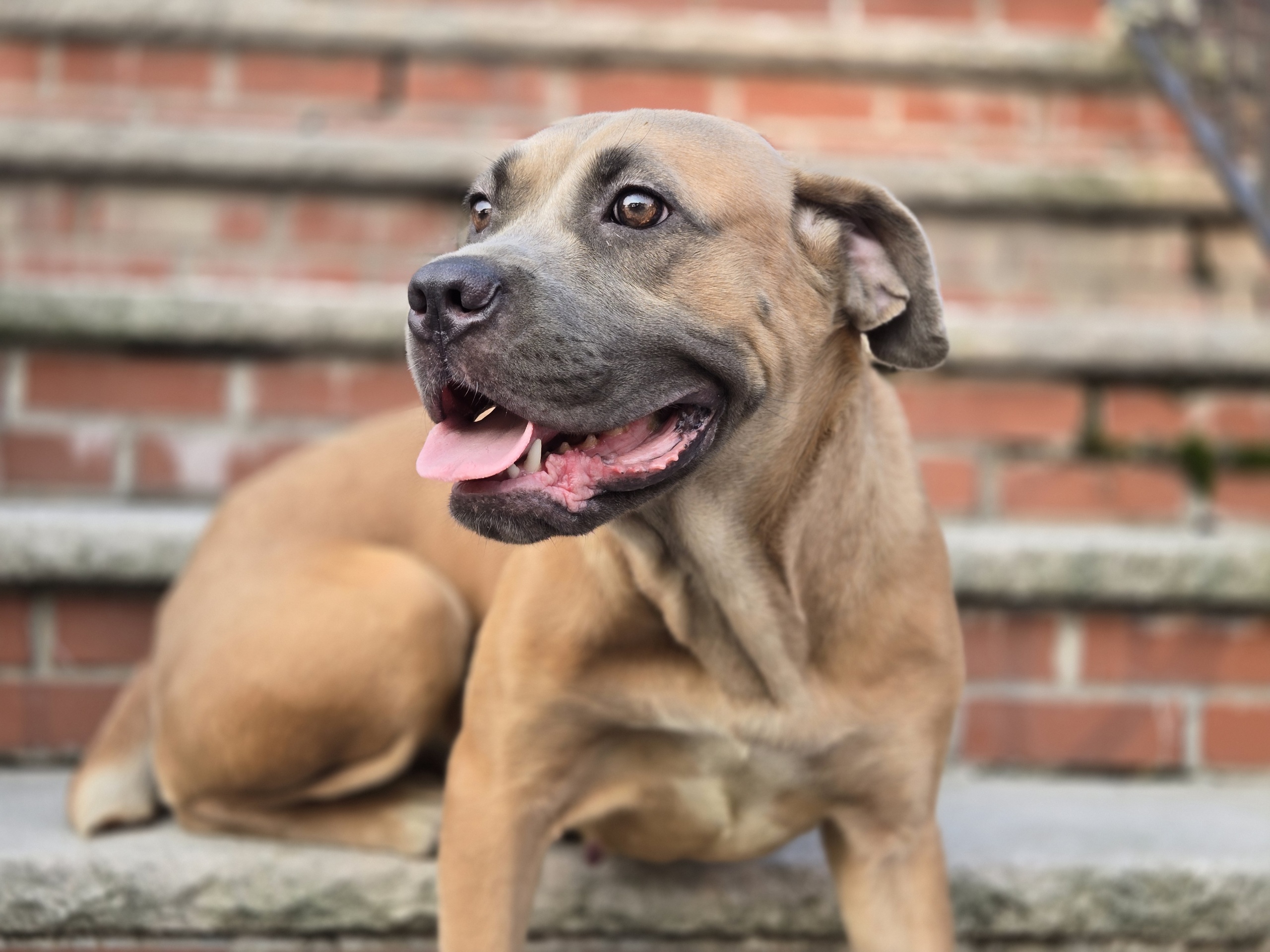 Enlarge Rosie, a Adoptable Mastiff in Far Rockaway, NY image 3/3