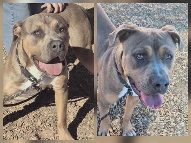 CAFE, Adoptable, Adult Male Mastiff & Mixed Breed.