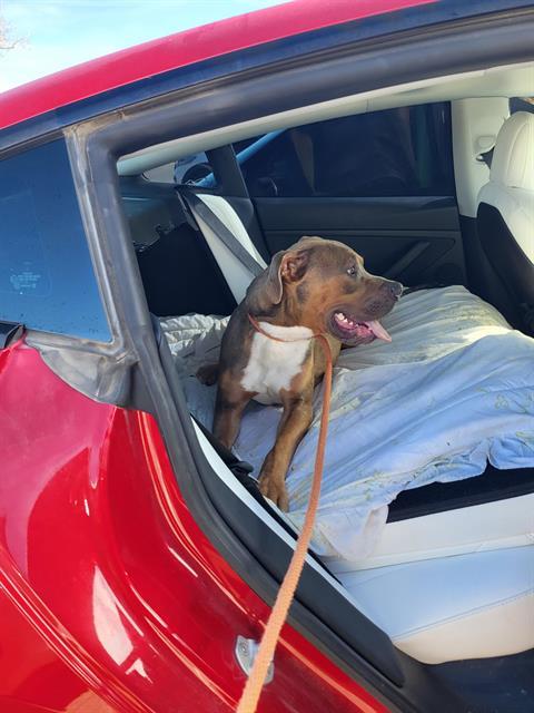 Enlarge CAFE, a Adoptable mixed breed in Albuquerque, NM image 1/1