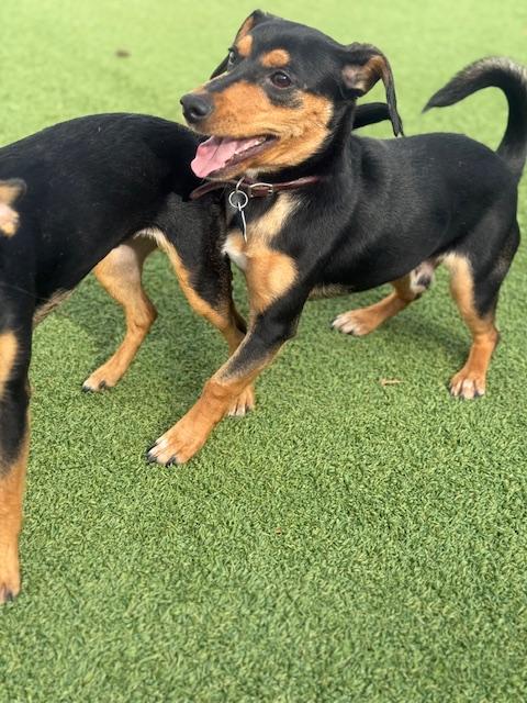 Enlarge Ricky, a Adopted mixed breed in Brookfield, WI image 2/2