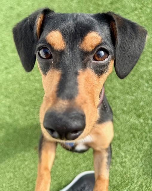 Ricky, Adopted, Puppy Male Dachshund.