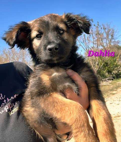 Enlarge Dalhia, a Adoptable mixed breed in Norfolk, MA image 1/1