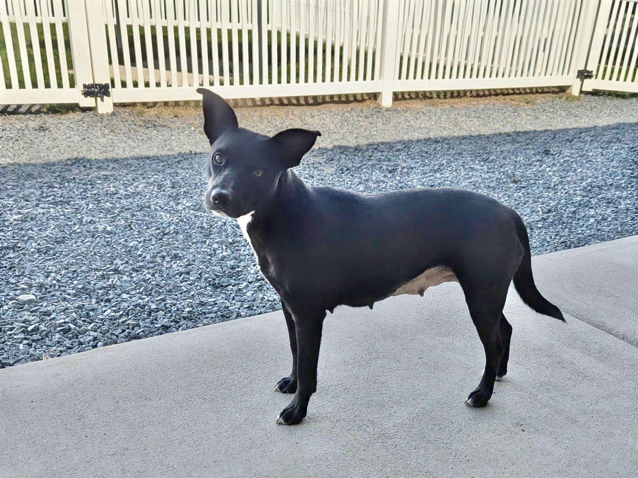 Enlarge Rita, a Adoptable mixed breed in Paramus, NJ image 6/6